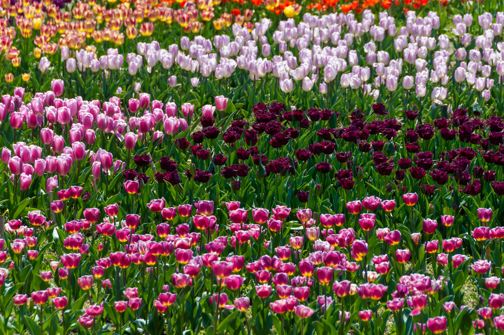 Another parade of tulips in the Nikitsky Botanical Garden - My, Yalta, Nature, Flowers, Tulips, The photo, Tulip Festival, Longpost