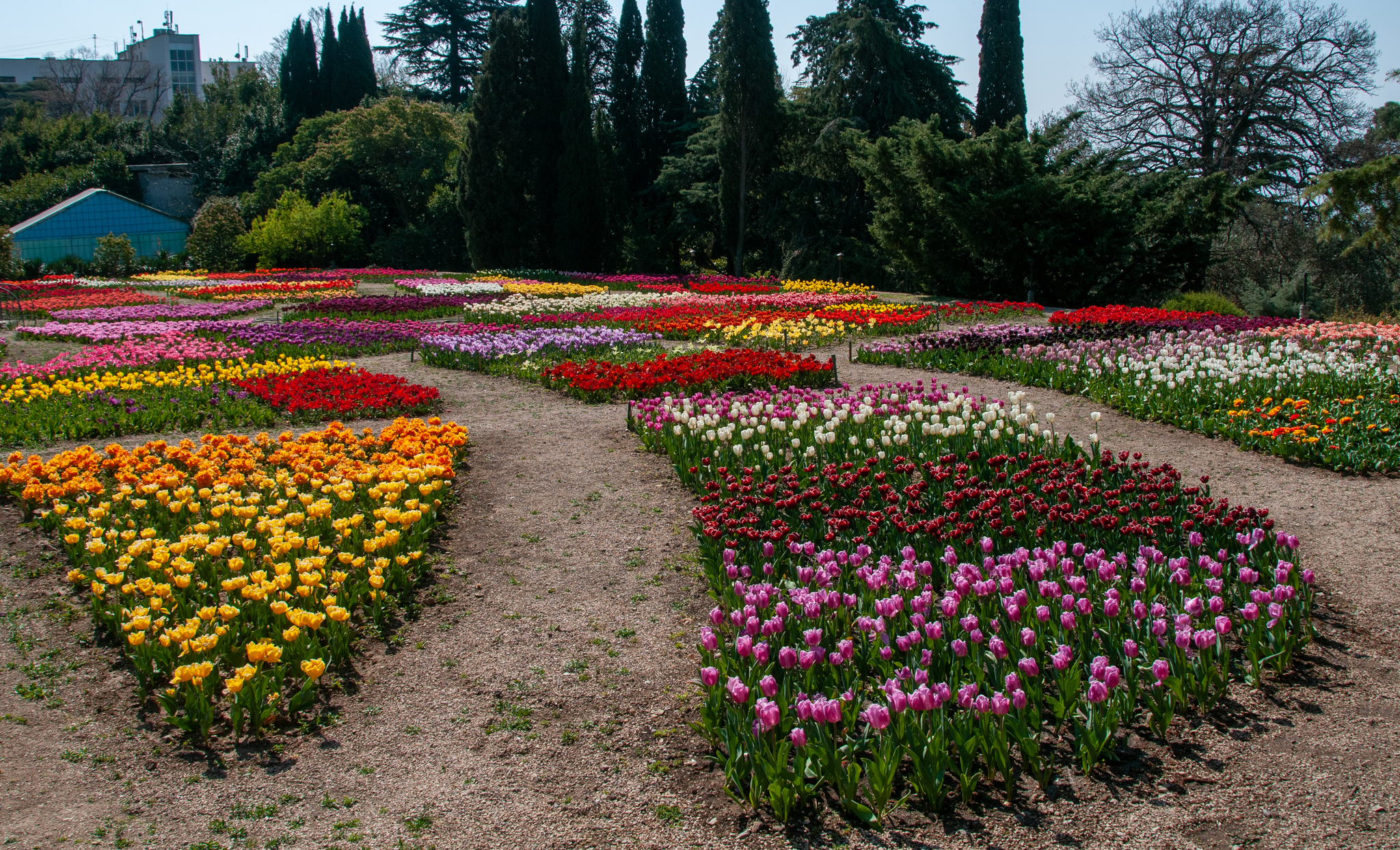 Another parade of tulips in the Nikitsky Botanical Garden - My, Yalta, Nature, Flowers, Tulips, The photo, Tulip Festival, Longpost