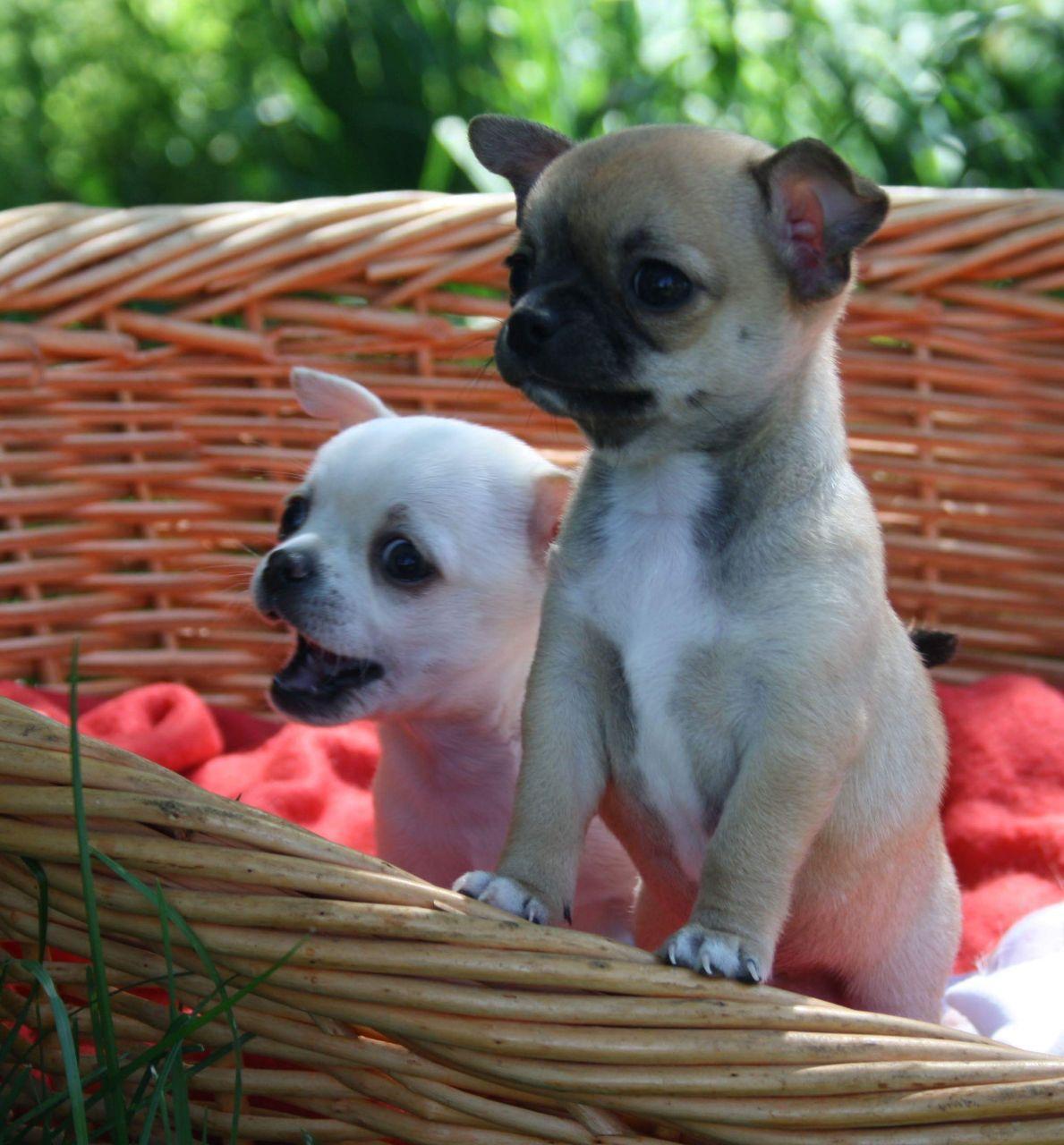 Chihuahuas are the best dogs in the world! - My, Chihuahua, Dog, Animals, Longpost