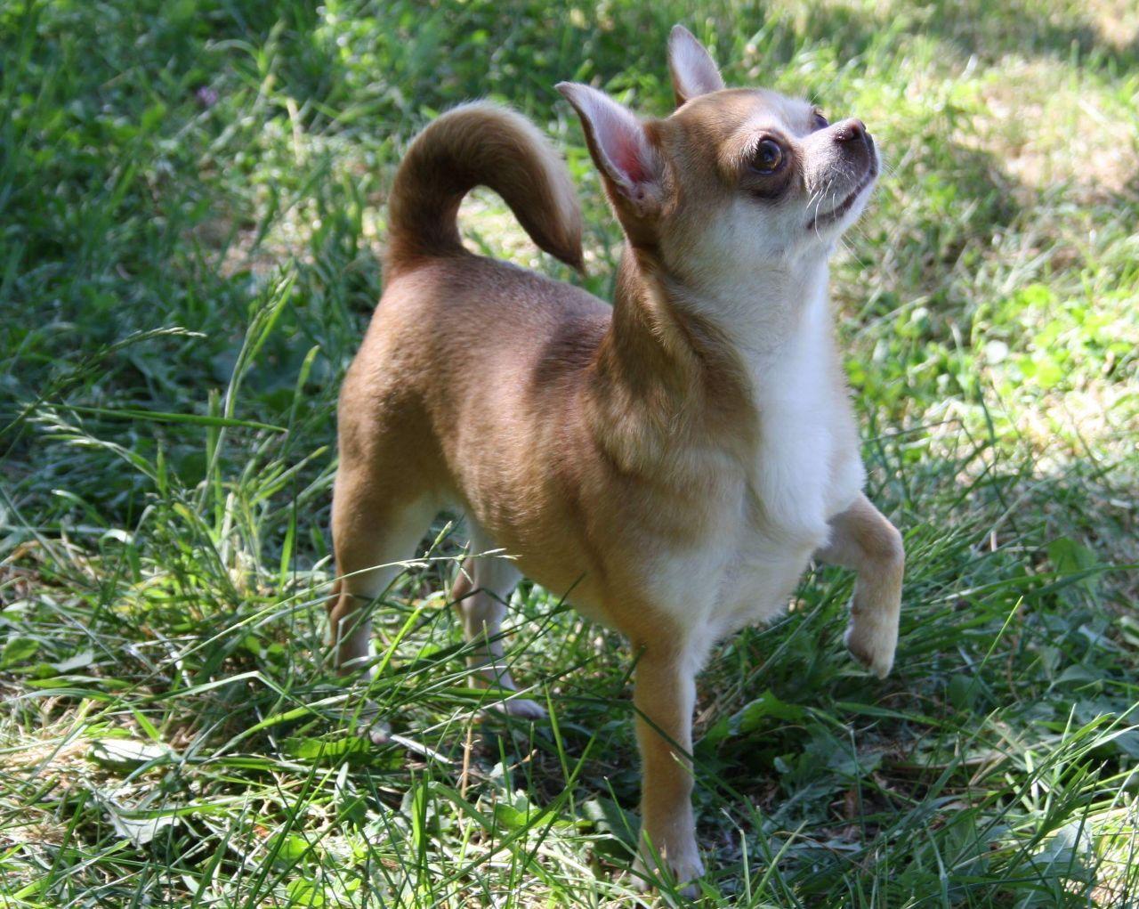 Chihuahuas are the best dogs in the world! - My, Chihuahua, Dog, Animals, Longpost