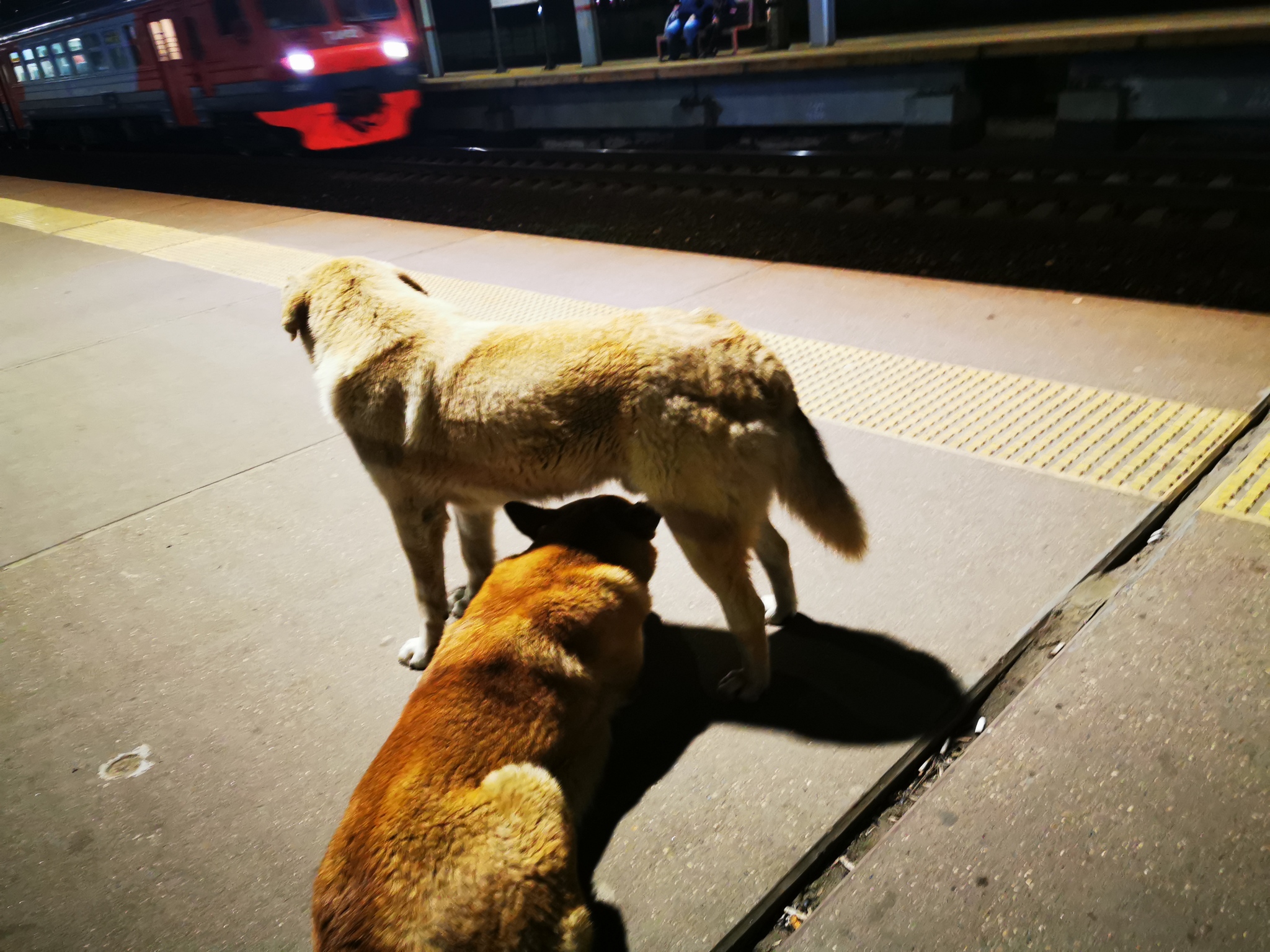 I saw something very cute today! - My, Dog, Train, friendship