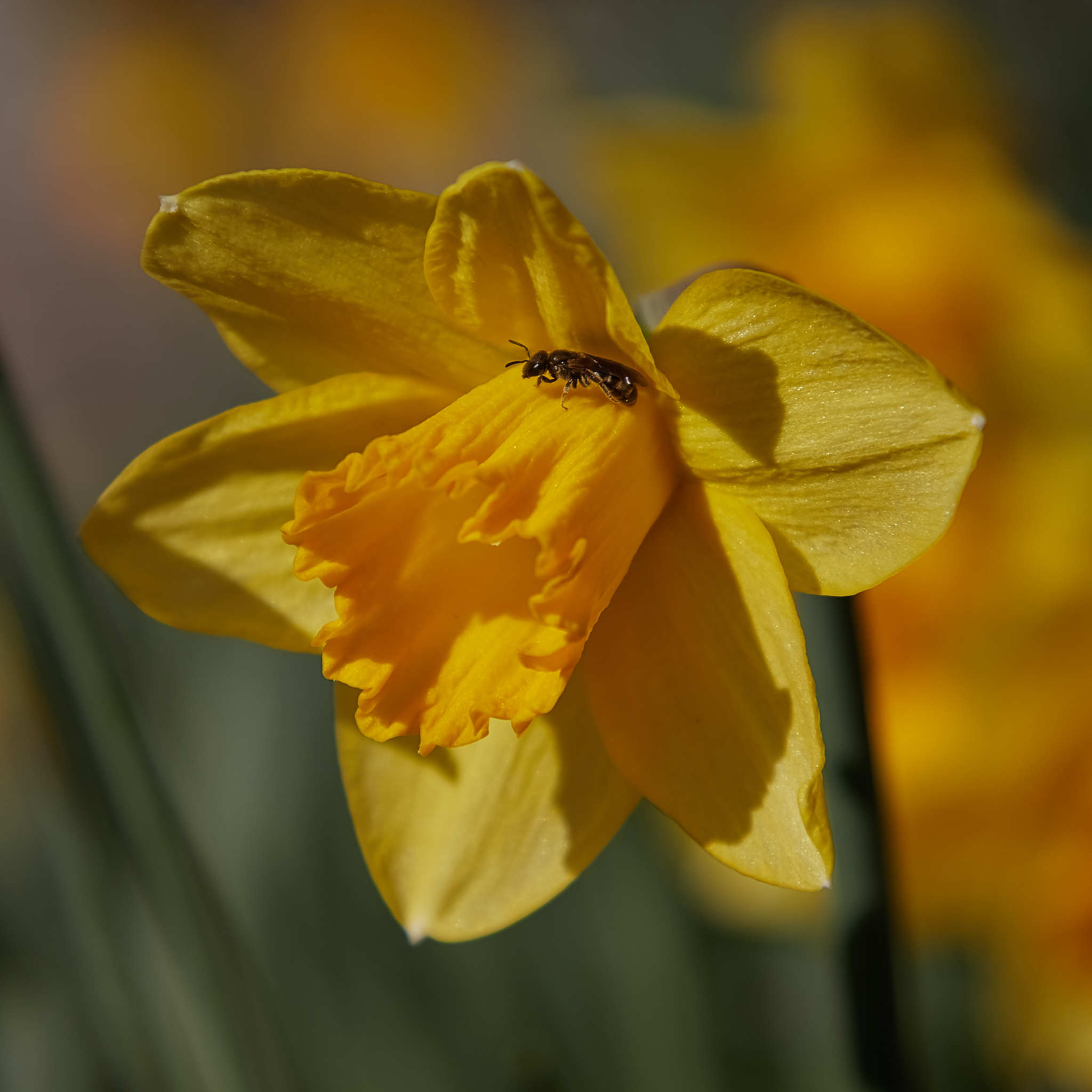 Spring tenderness - My, The photo, Flowers, Flower bed, Macro photography, Canon, Spring, Plants, Longpost, Daffodils flowers