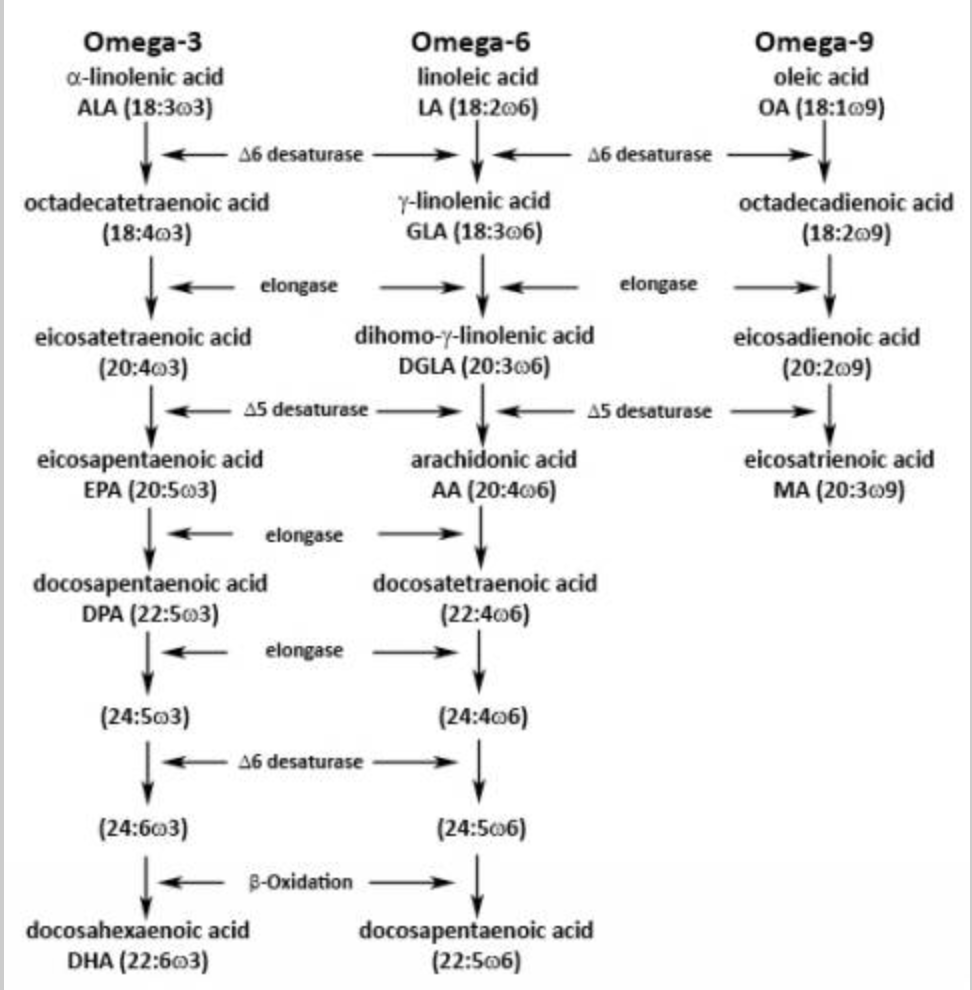 So what are real essential fatty acids? - Nutrition, Diet, Metabolism, Fat, Fatty acids