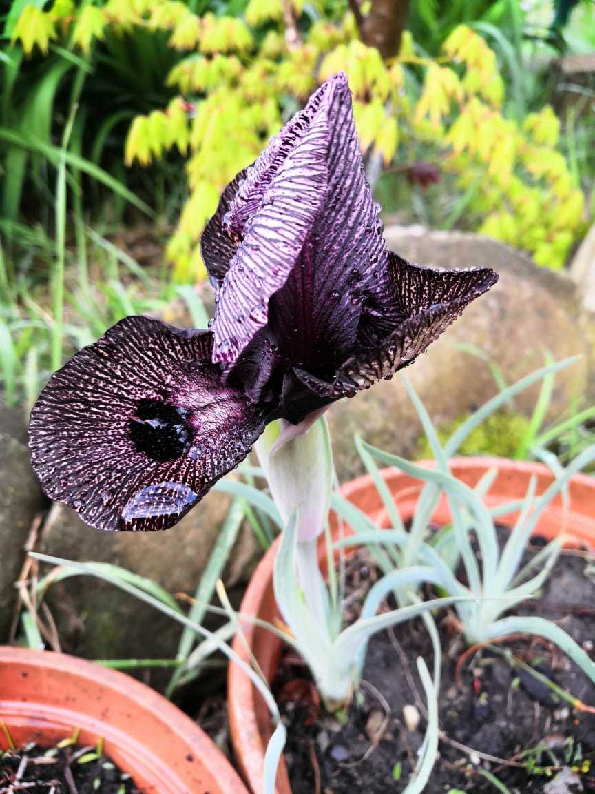 And here the wild iris, smuggled out of Armenia two years ago, has bloomed. - My, Flowers, Spring, Longpost, Irises