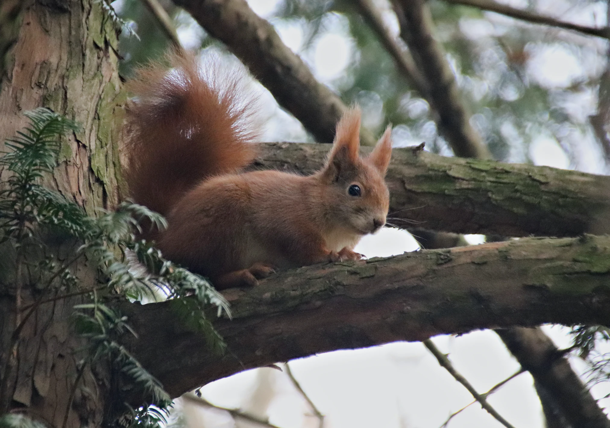 Just squirrels - Squirrel, The photo, Milota, The park, Nature, Wild animals, Longpost