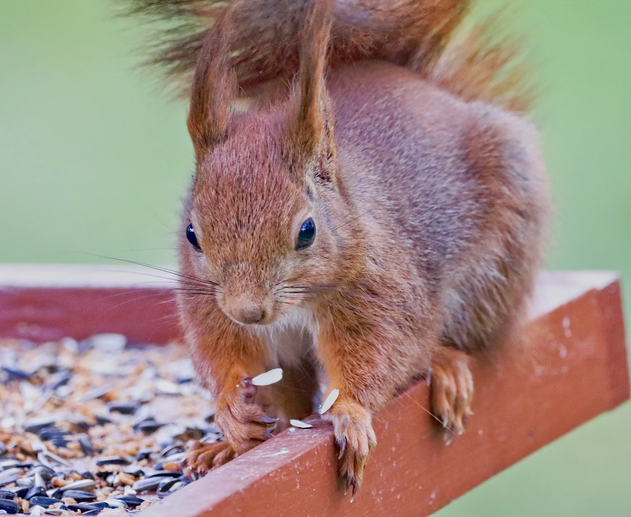 Just squirrels - Squirrel, The photo, Milota, The park, Nature, Wild animals, Longpost