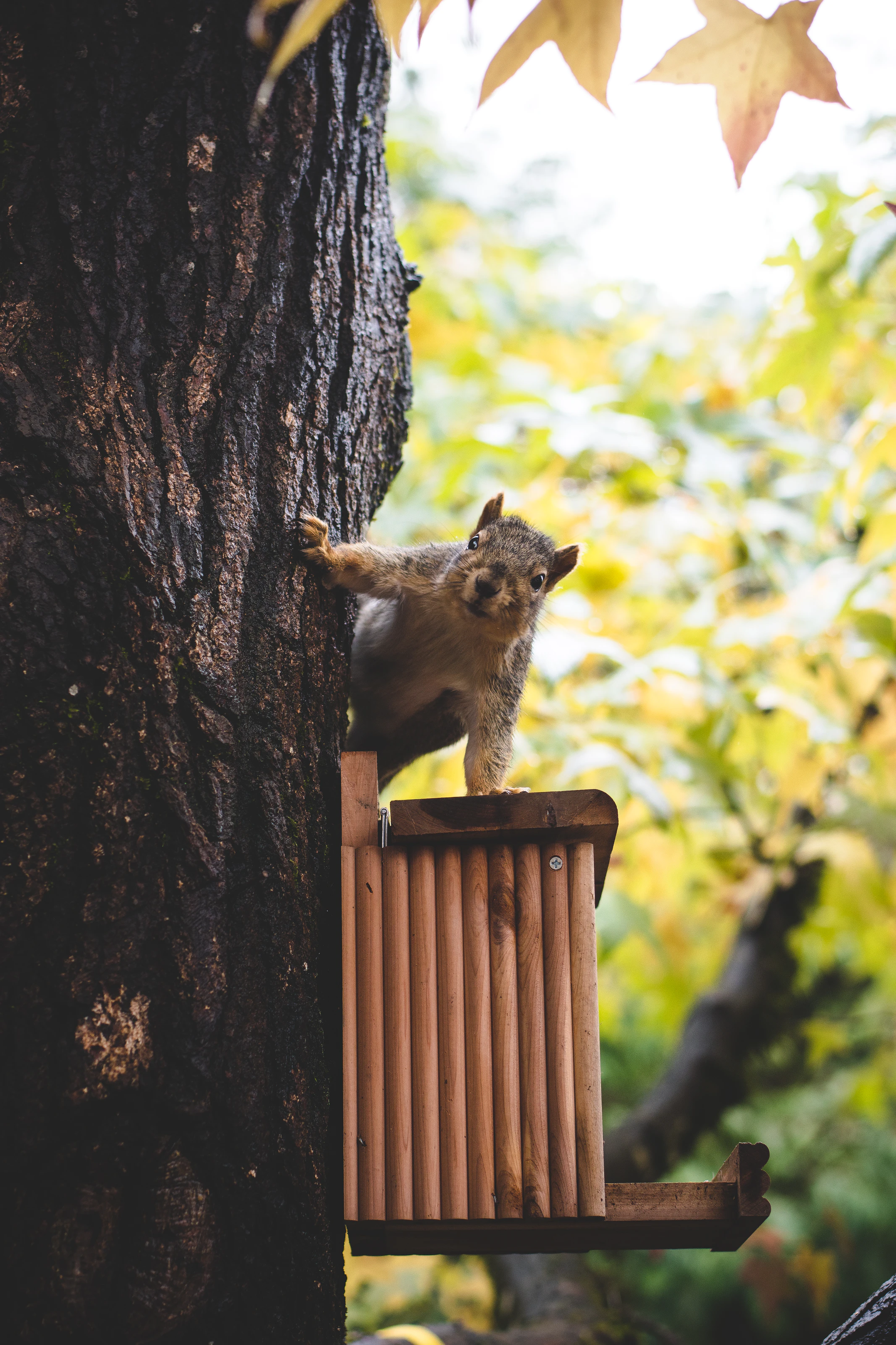 Just squirrels - Squirrel, The photo, Milota, The park, Nature, Wild animals, Longpost