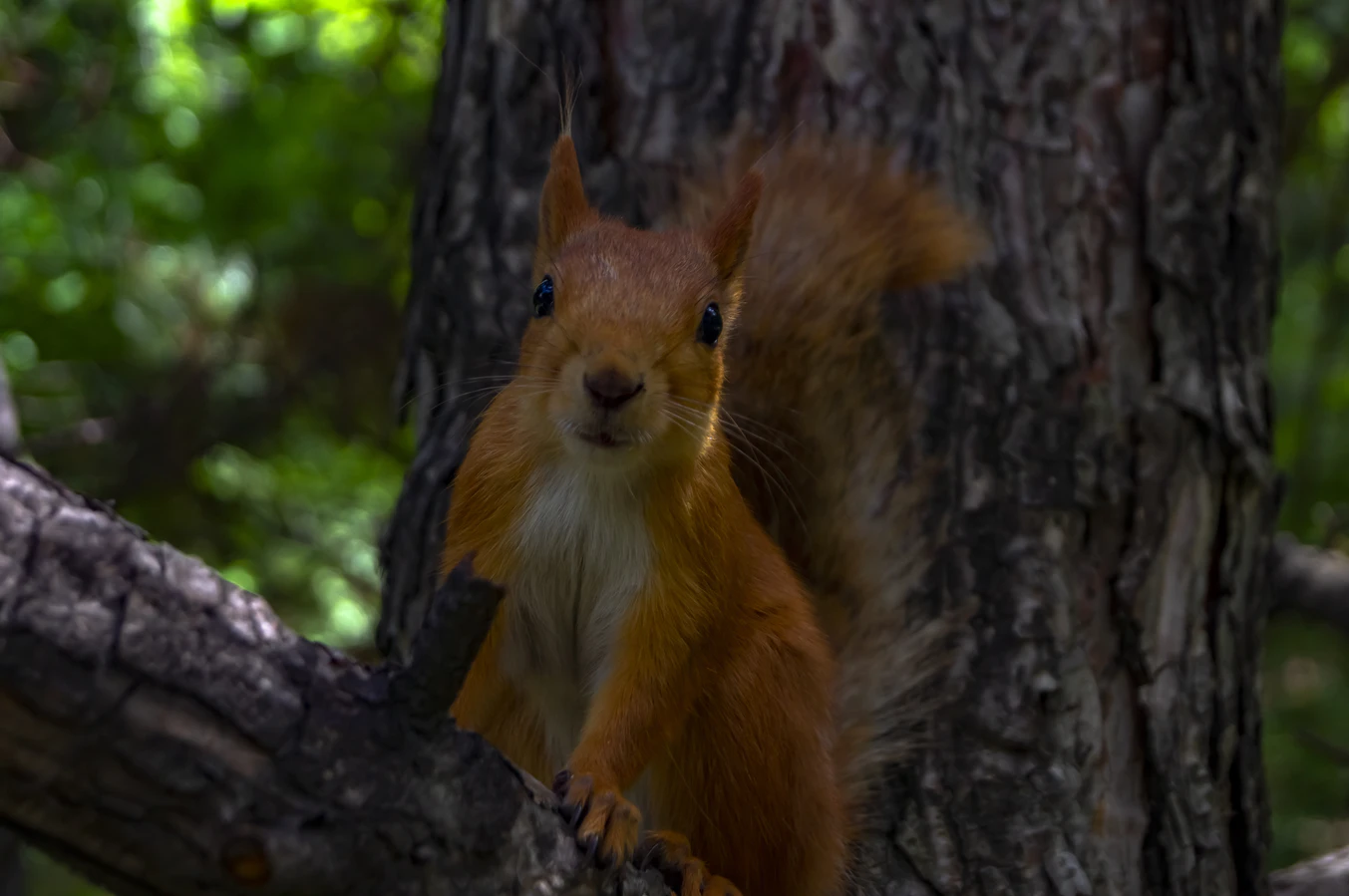 Just squirrels - Squirrel, The photo, Milota, The park, Nature, Wild animals, Longpost