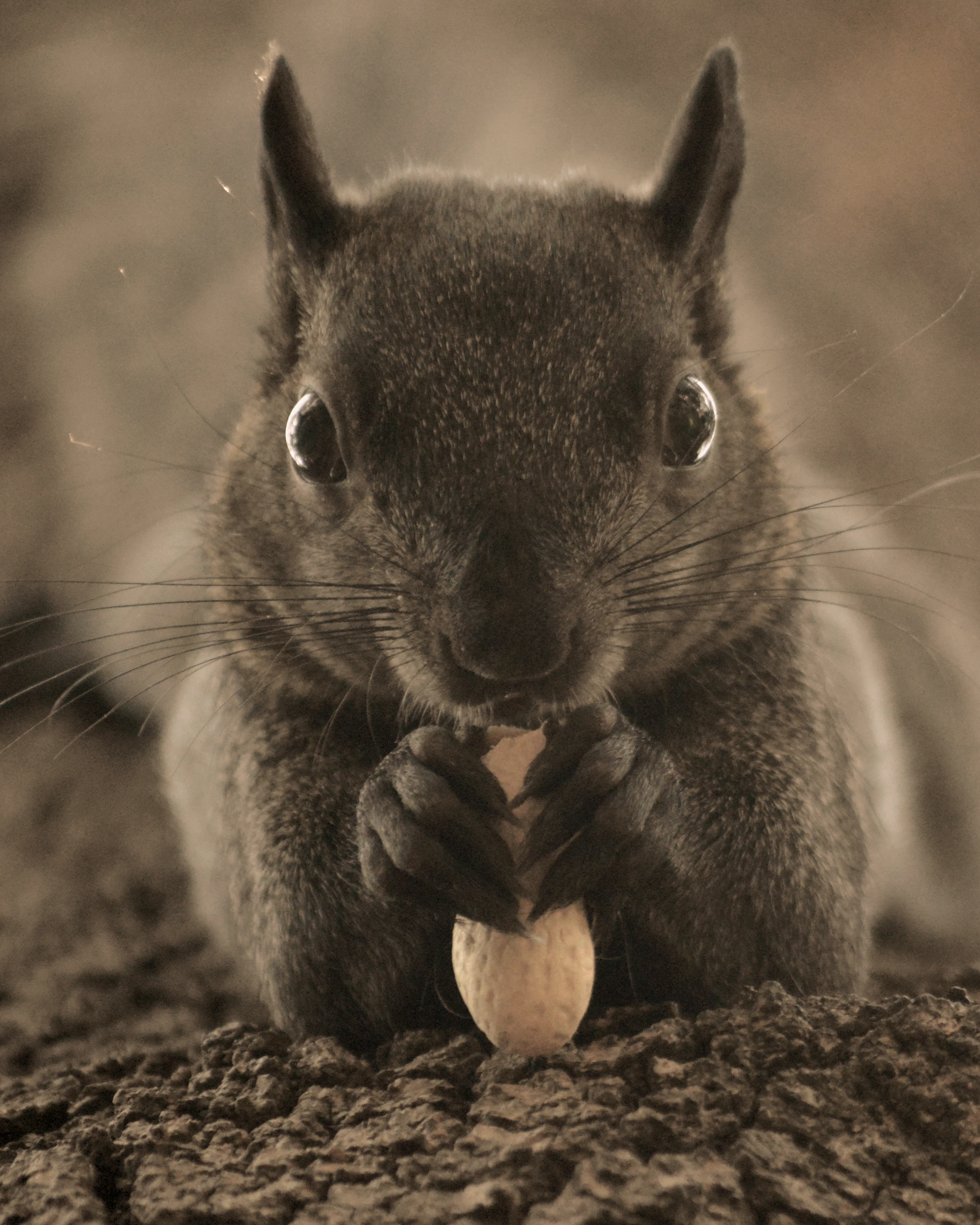 Just squirrels - Squirrel, The photo, Milota, The park, Nature, Wild animals, Longpost