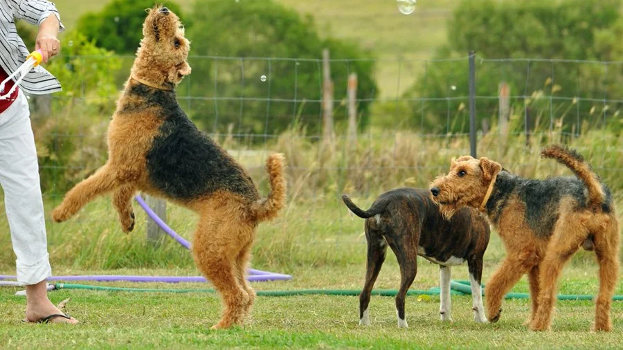 Airedale - Airedale Terrier, Dog, Care and maintenance, Irish Terrier, Longpost