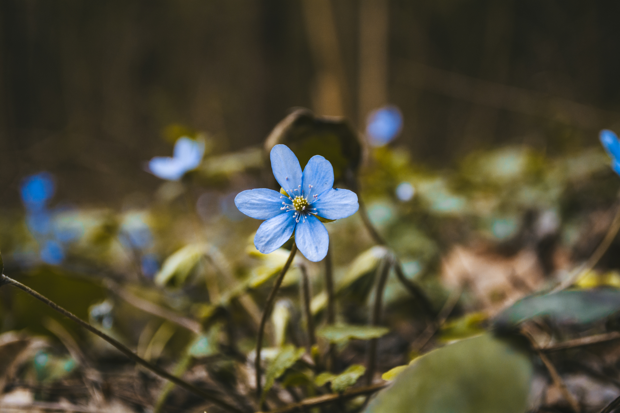 Spring - My, Forest, Snowdrops flowers, April, Spring, Proleski