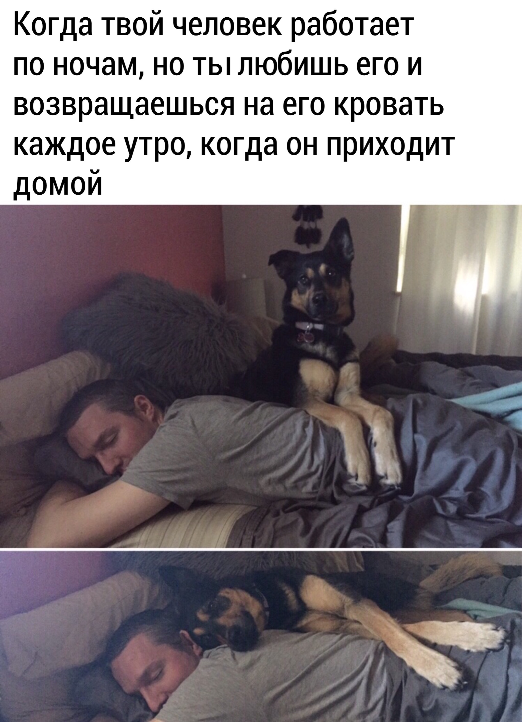 Спать с собакой в одной постели