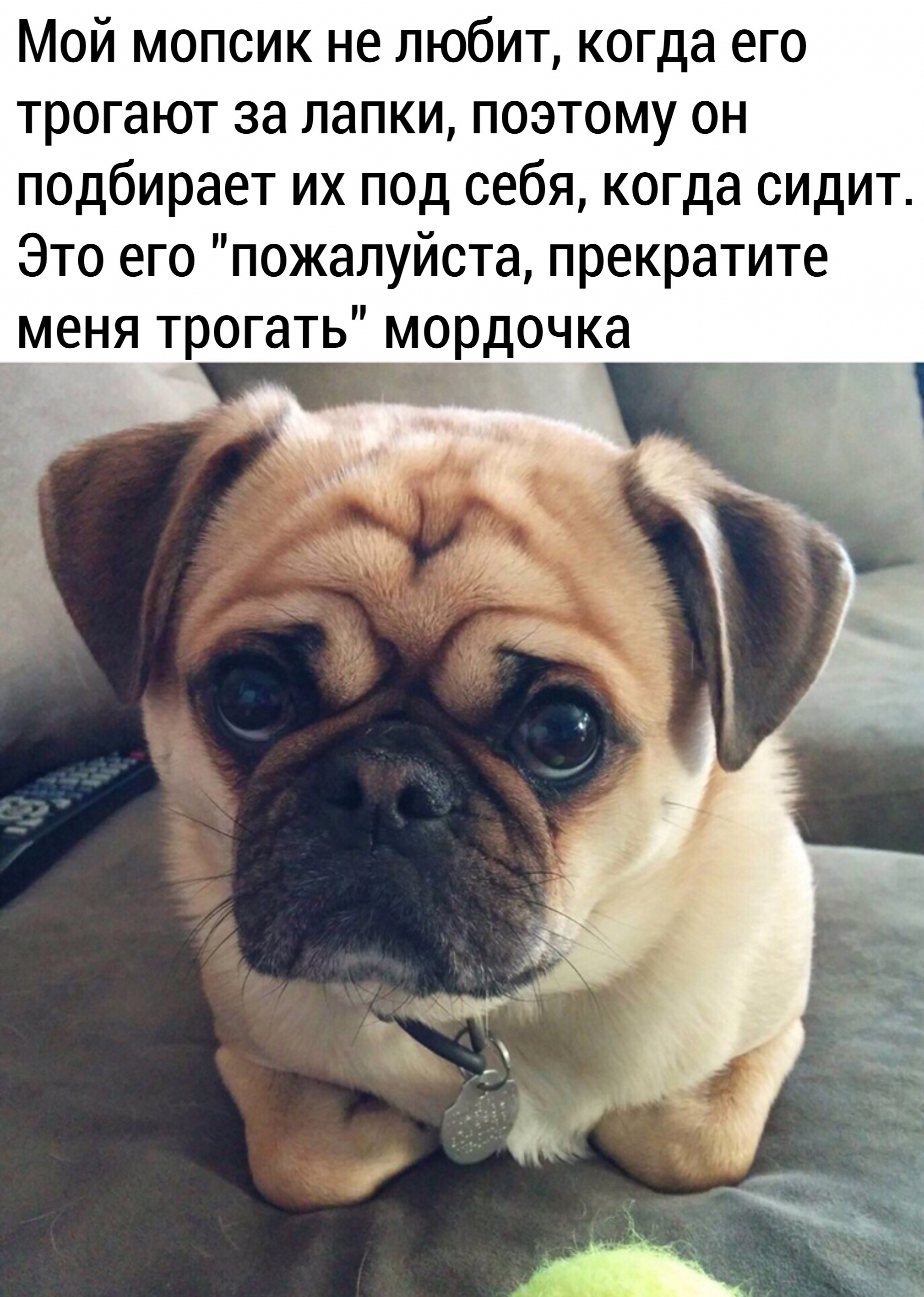 Мопс - Мопс, Домашние животные, Милота, Собака