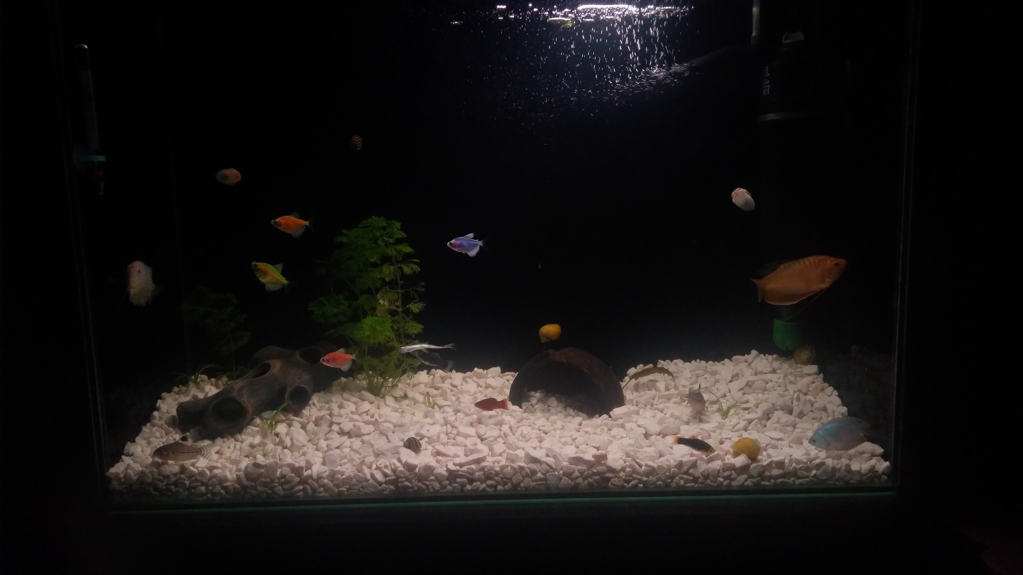 My 70 liters - My, Aquarium, No rating