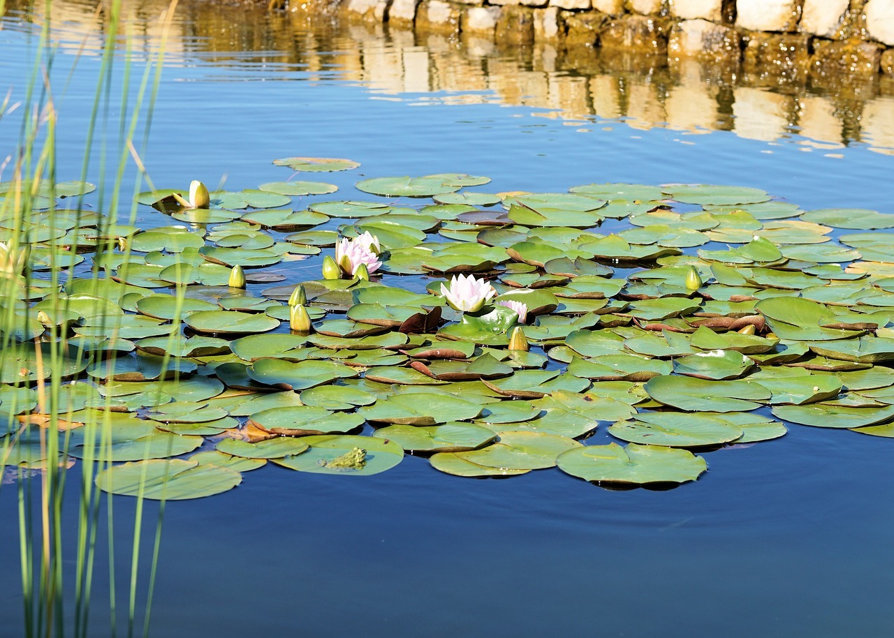 Egg pods and water lilies - My, Water lily, Botany, Mat, Longpost, Kubishka