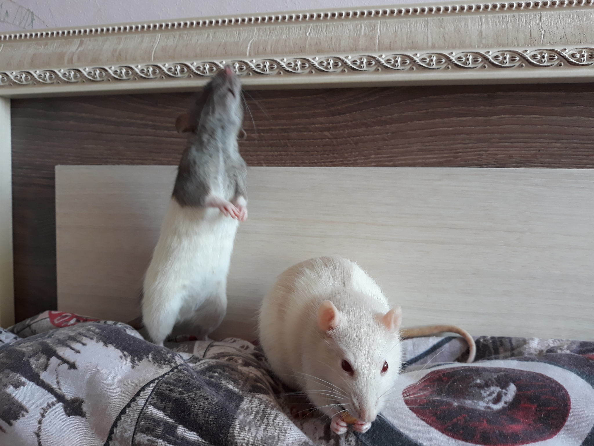 Cookie - My, Rat, Dumbo, Rodents, Decorative rats, Pets, Longpost