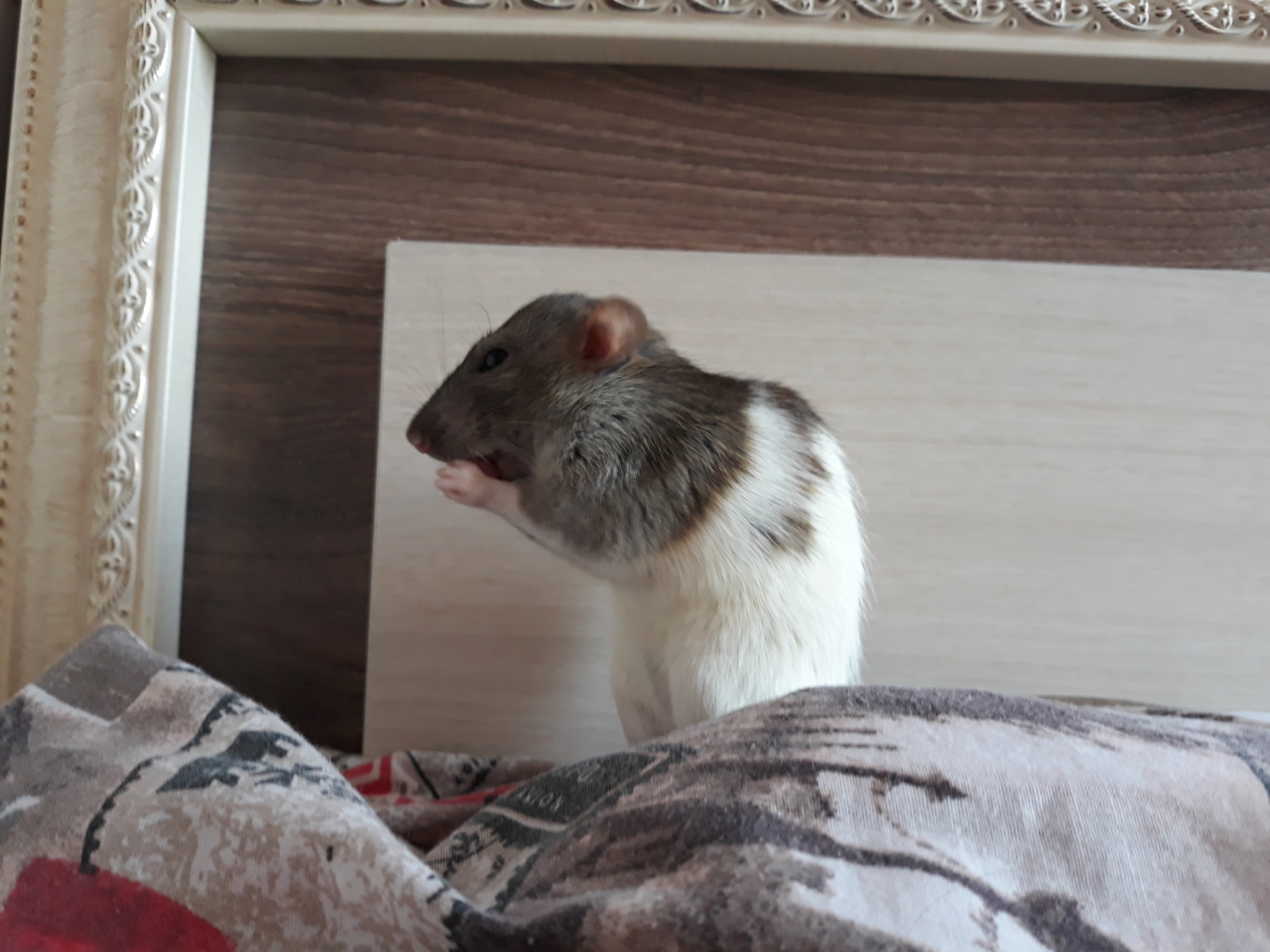 Cookie - My, Rat, Dumbo, Rodents, Decorative rats, Pets, Longpost