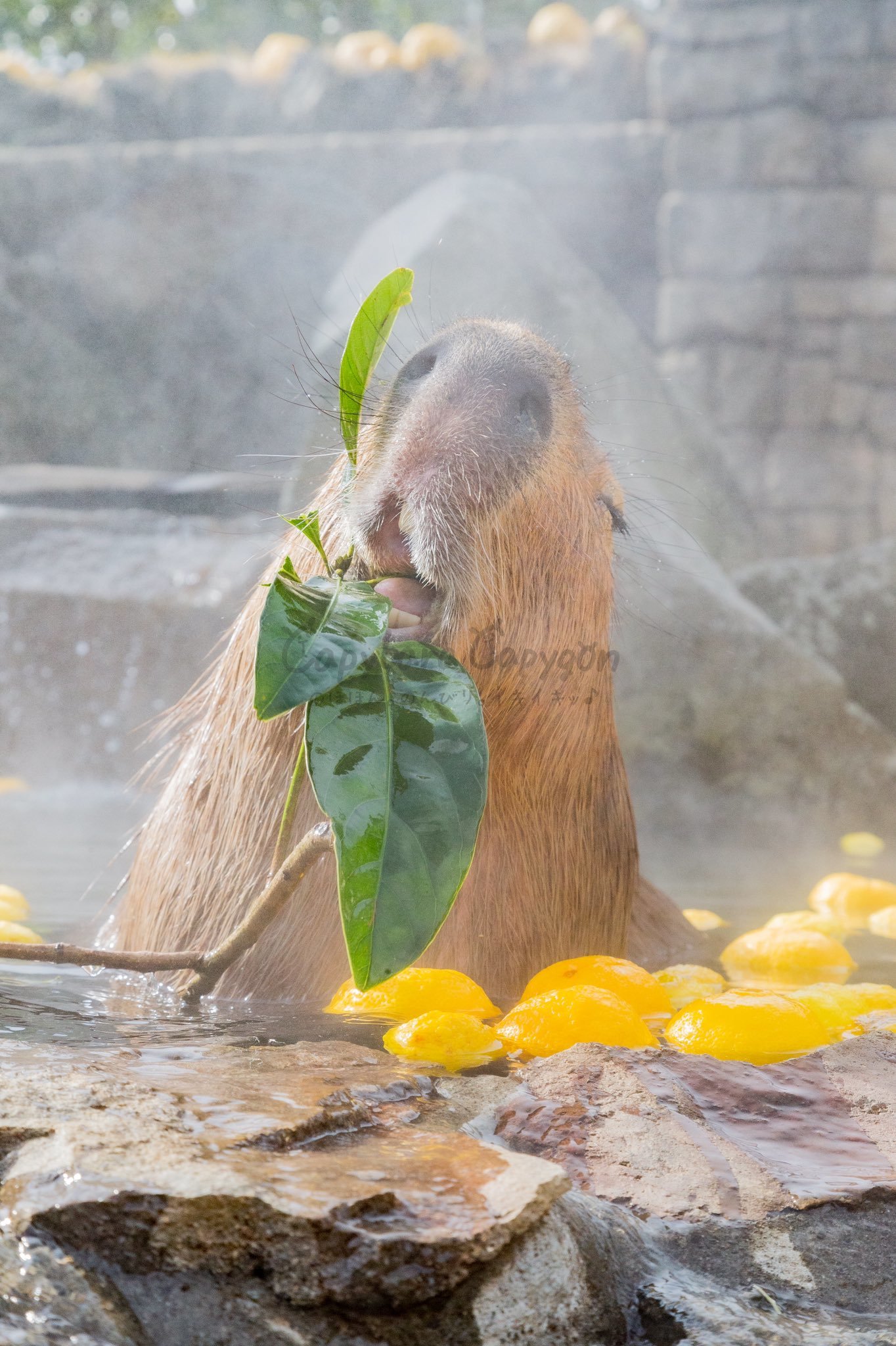 Pacification - Capybara, Japan, Zoo, Animals