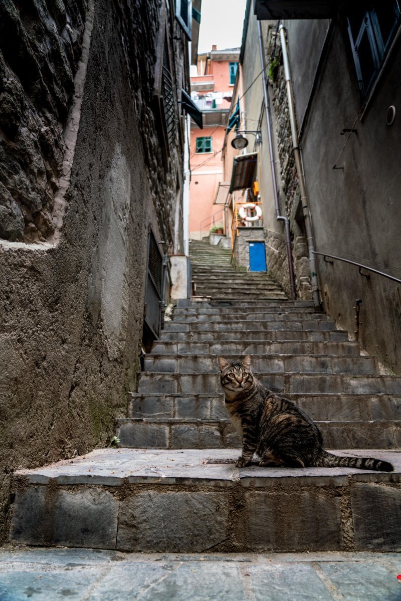 Isolate yourself from here! This is now just my territory! - cat, Stairs, Calmness, A world without people