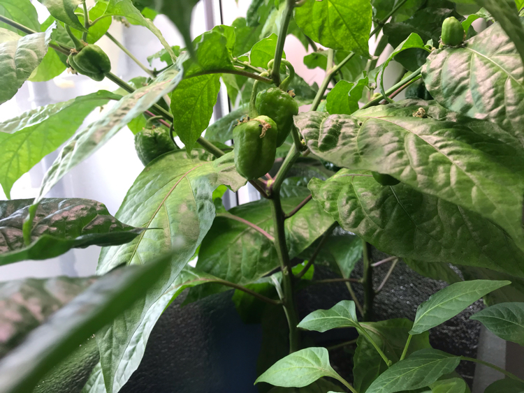 Growing peppers at home - My, Pepper, Hot peppers, Jalapeno, Longpost