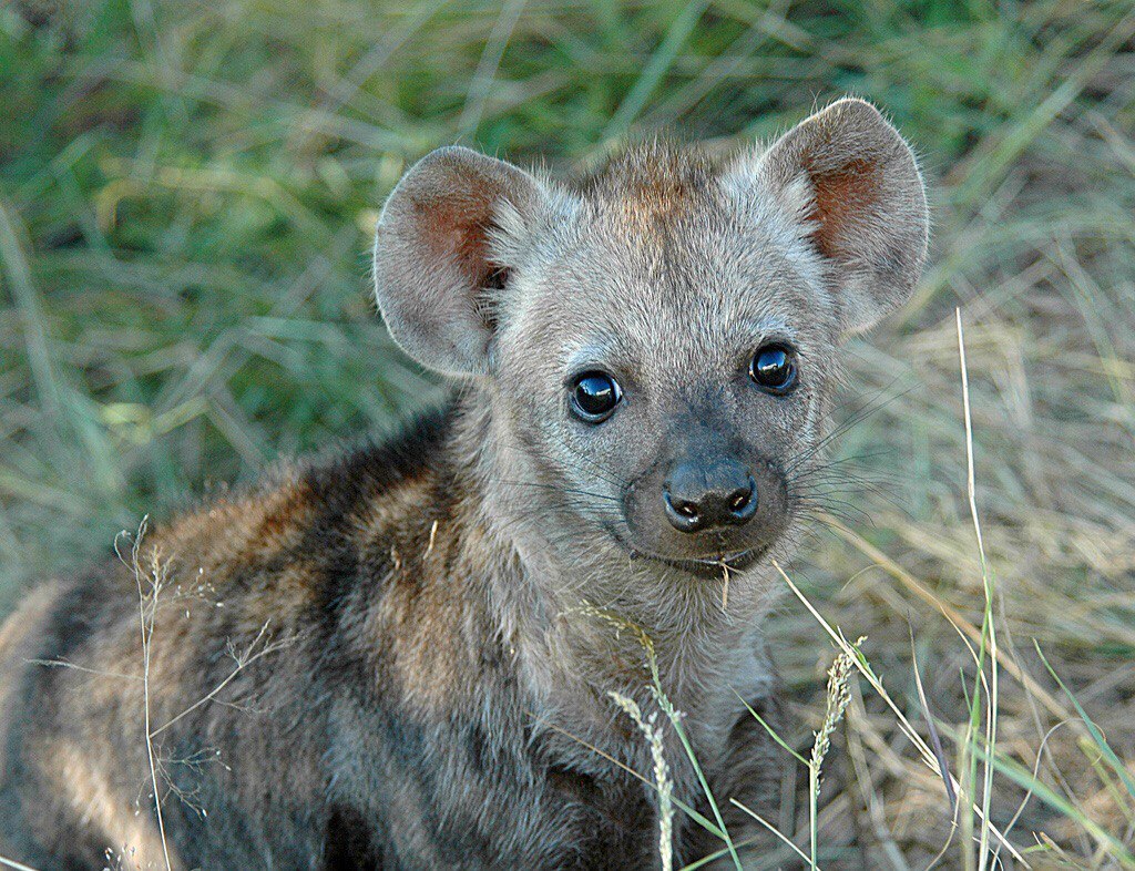Three little hyenas: cuteness competition - Hyena, Spotted Hyena, Brown hyena, Striped hyena, Young, Milota, Longpost
