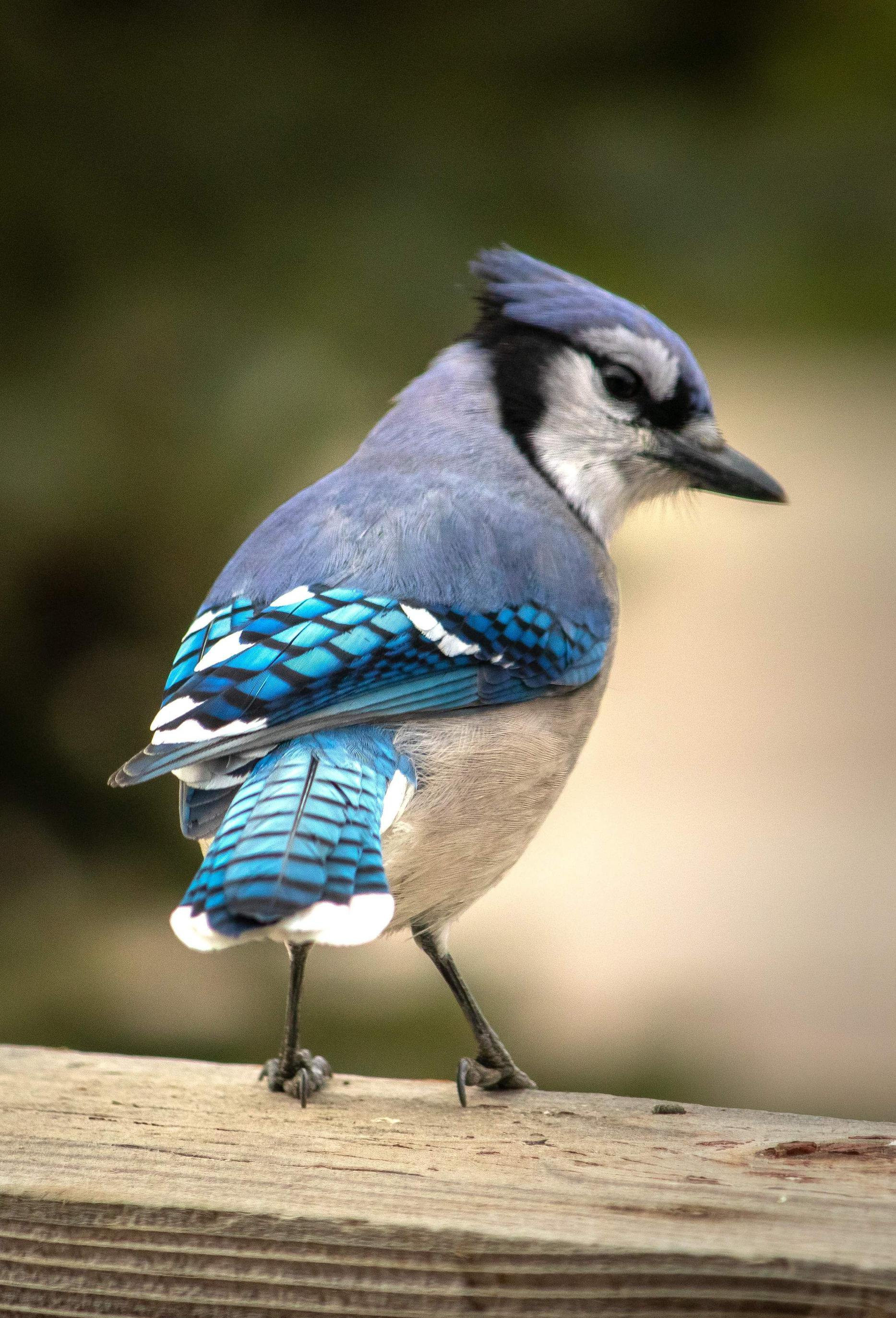 Blue jay wings - Birds, Nature, beauty of nature, Animals, The photo, beauty