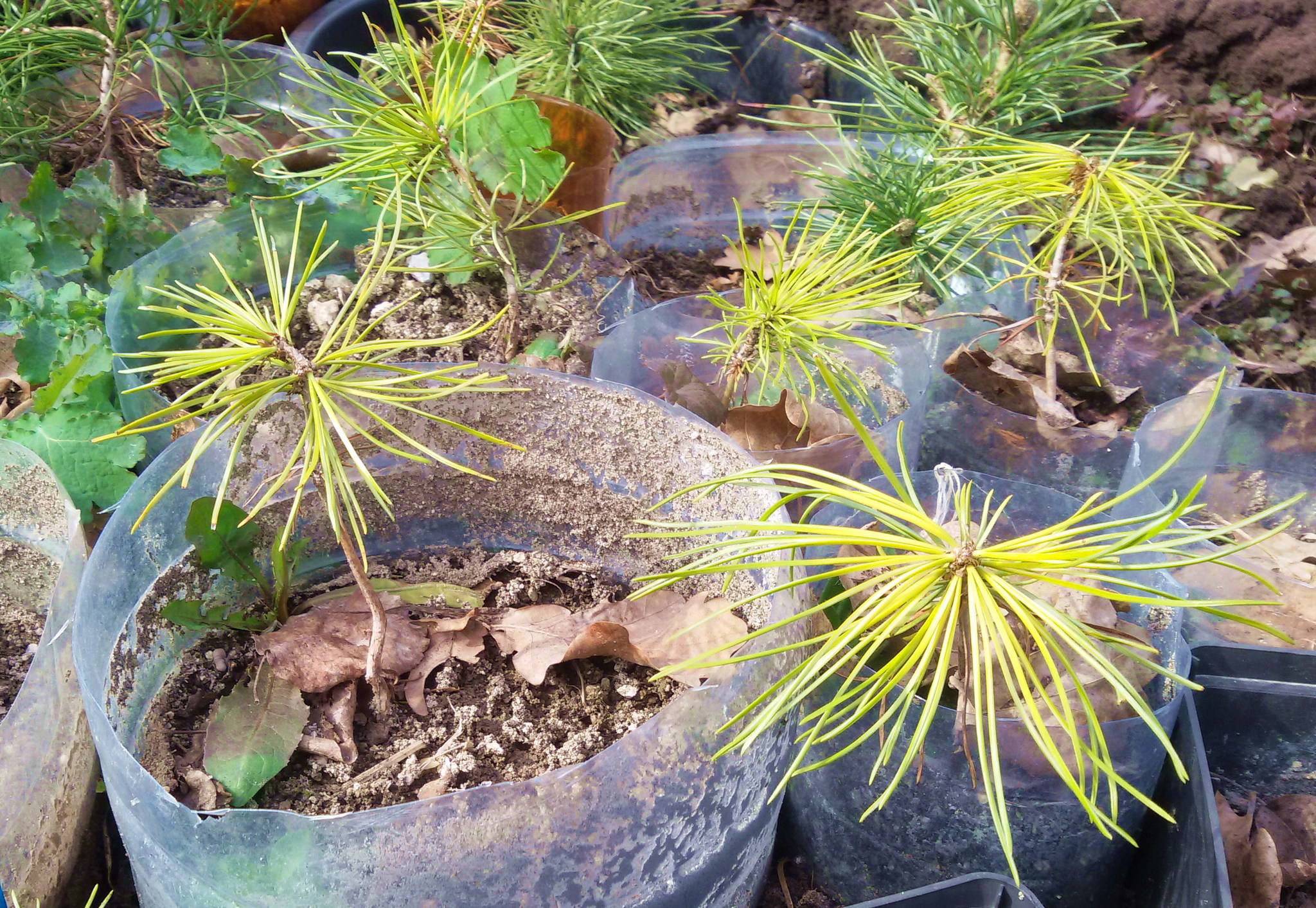 Coniferous greens-2020. Early spring - My, Spring, Conifers, Seedling, Cedar, Pine, Subjectivity, Longpost