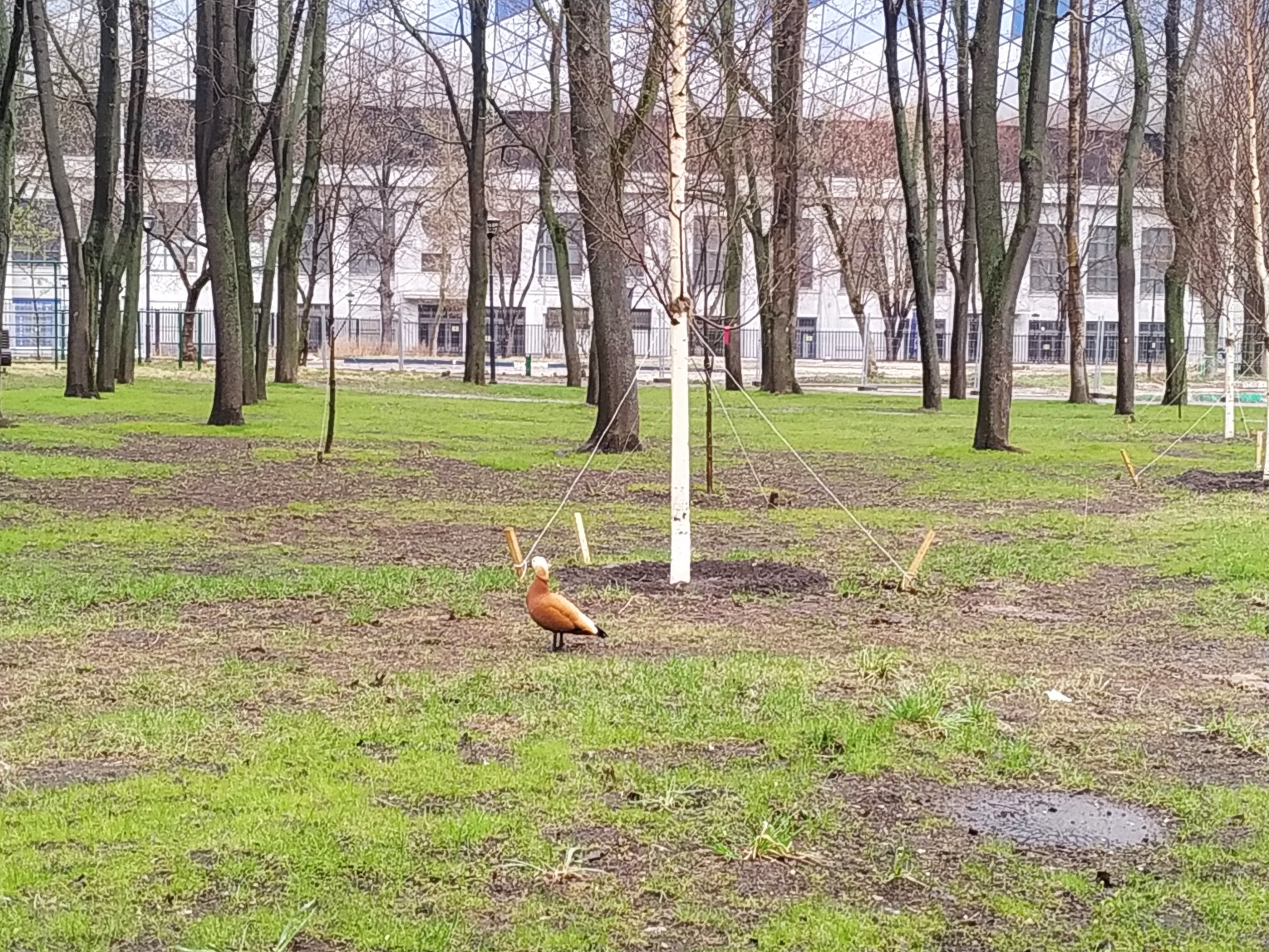 Nature takes its toll - My, Petrovsky Park, Dynamo Stadium, Video, Longpost, Ogar