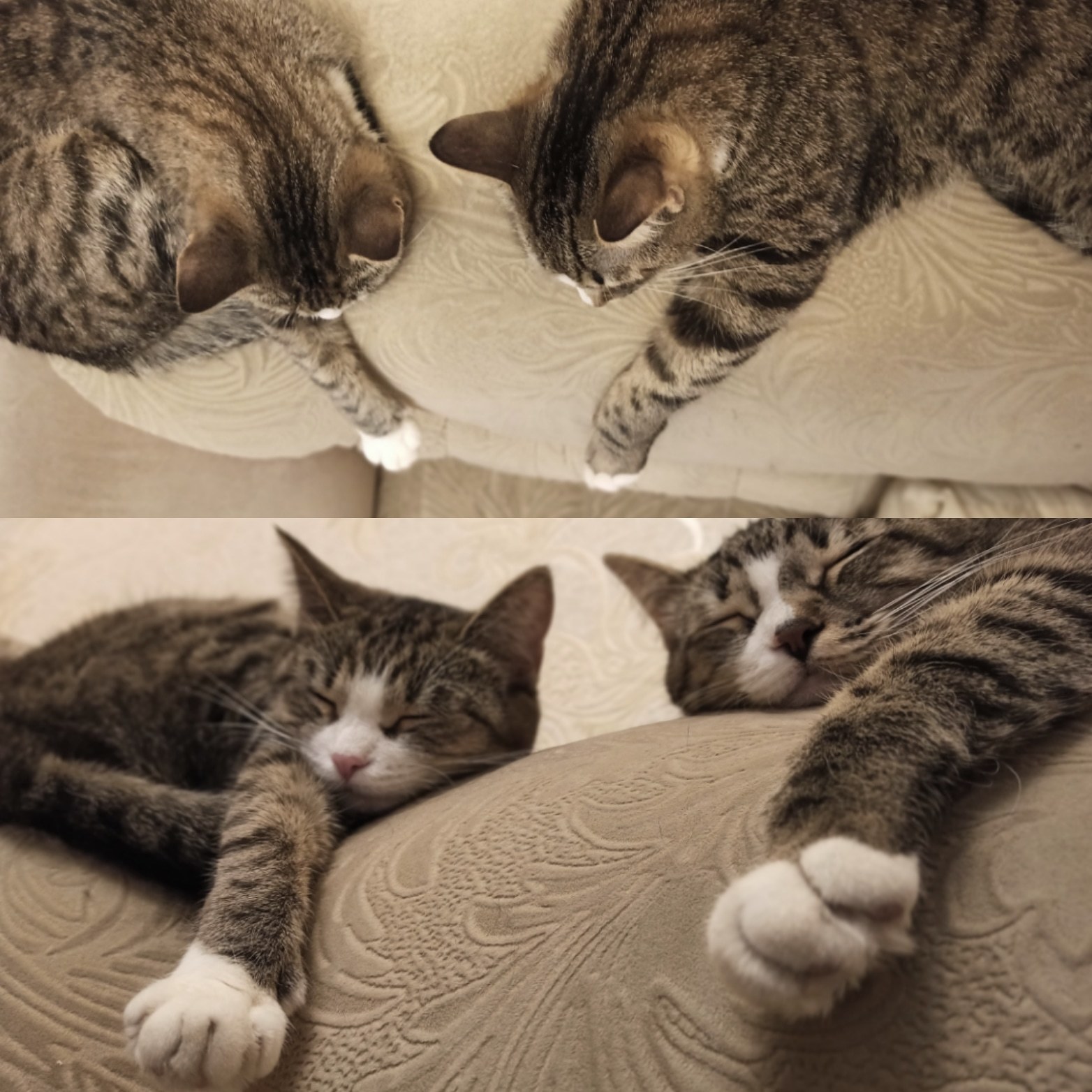 Synchronized sleeping - My, cat, Dream