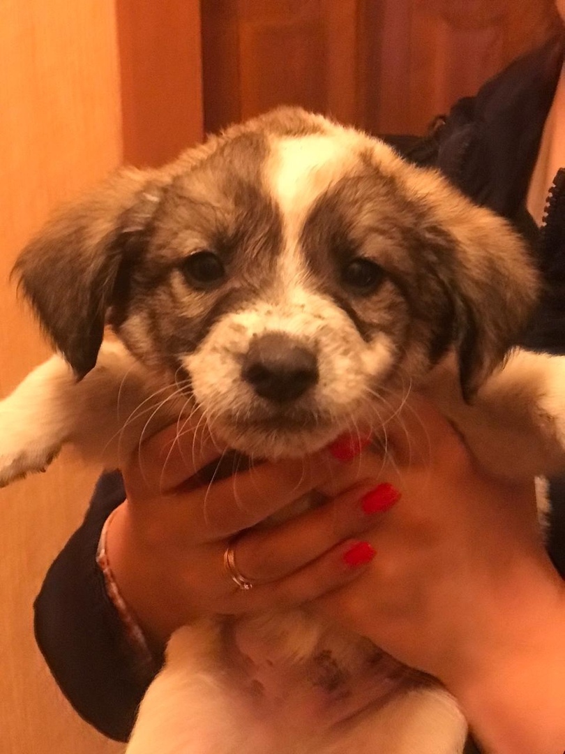 Help us find a home for the puppies Dinskoy district Krasnodar - My, No rating, Puppies, In good hands, Krasnodar, Краснодарский Край, Longpost, Dog