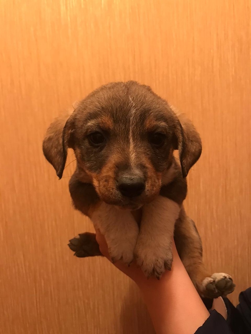 Help us find a home for the puppies Dinskoy district Krasnodar - My, No rating, Puppies, In good hands, Krasnodar, Краснодарский Край, Longpost, Dog