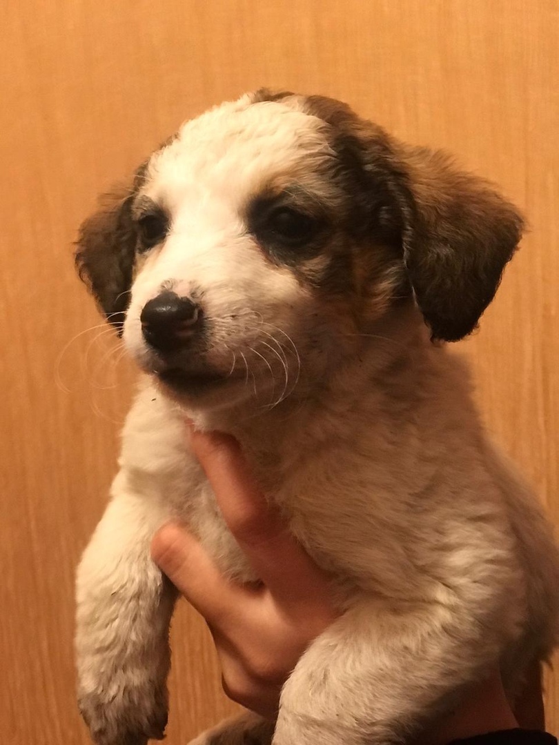 Help us find a home for the puppies Dinskoy district Krasnodar - My, No rating, Puppies, In good hands, Krasnodar, Краснодарский Край, Longpost, Dog