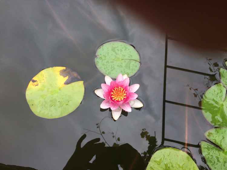 How we planted water lilies - My, Self-isolation, Village, Longpost, cat