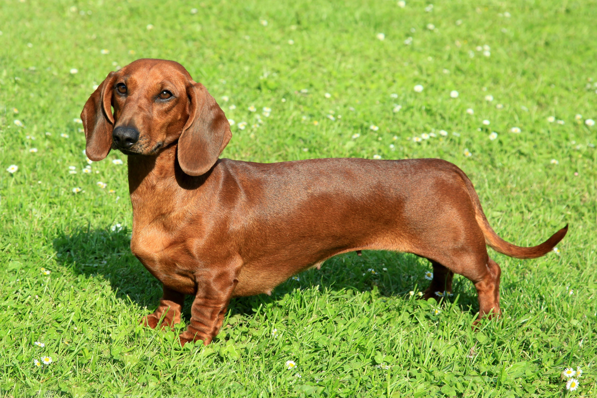 Dachshund - Dachshund, Dog, Care and maintenance, Hunting, Longpost