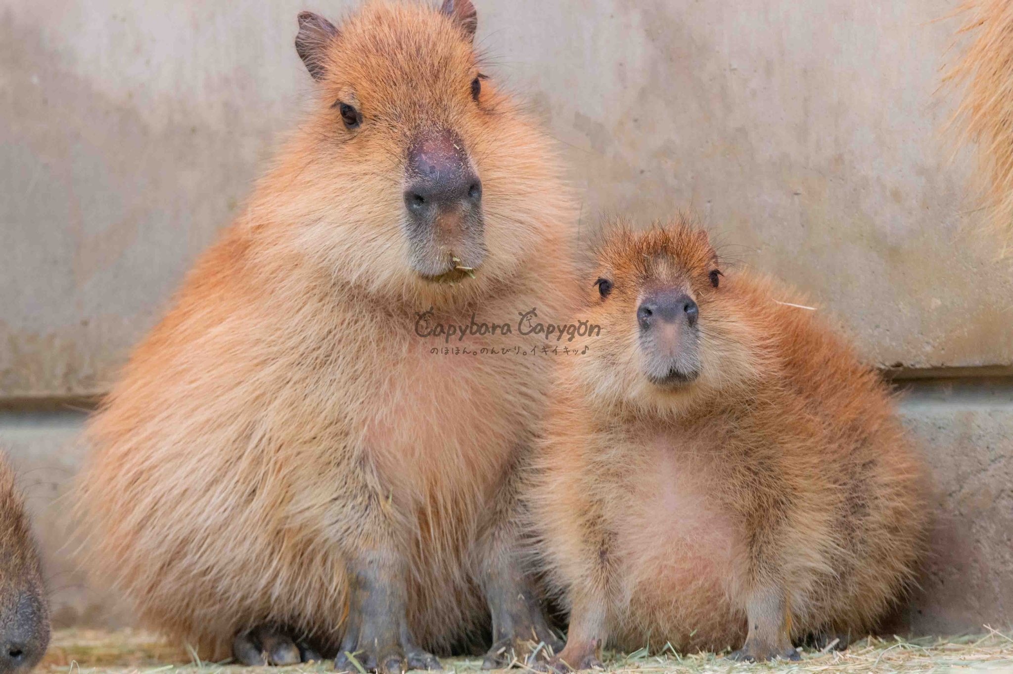 Cozy capybaras - Capybara, Japan, Animals