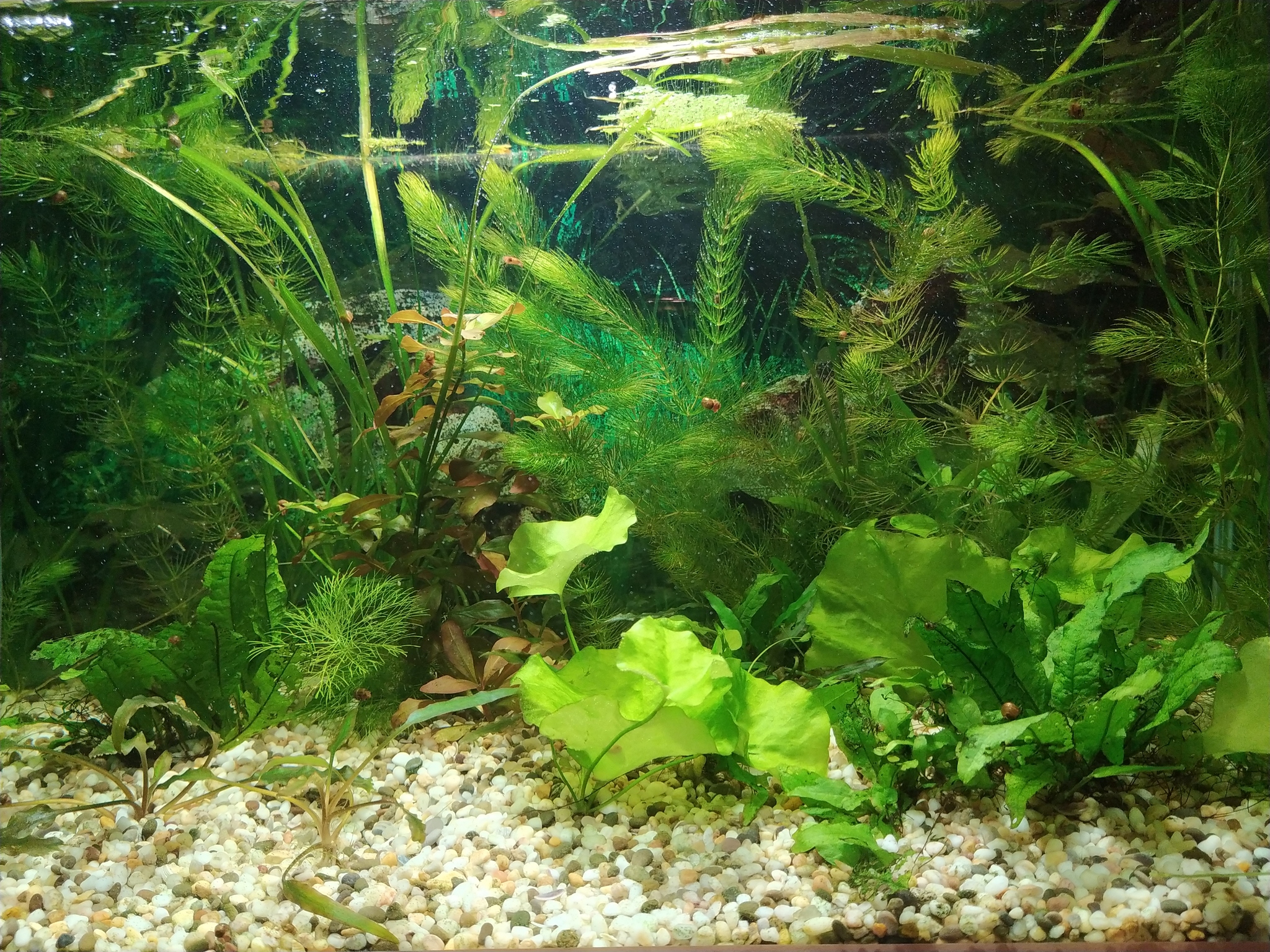 My Akaariums - Aquarium, Aquarium fish, Aquarium plants, Aquarium, Longpost