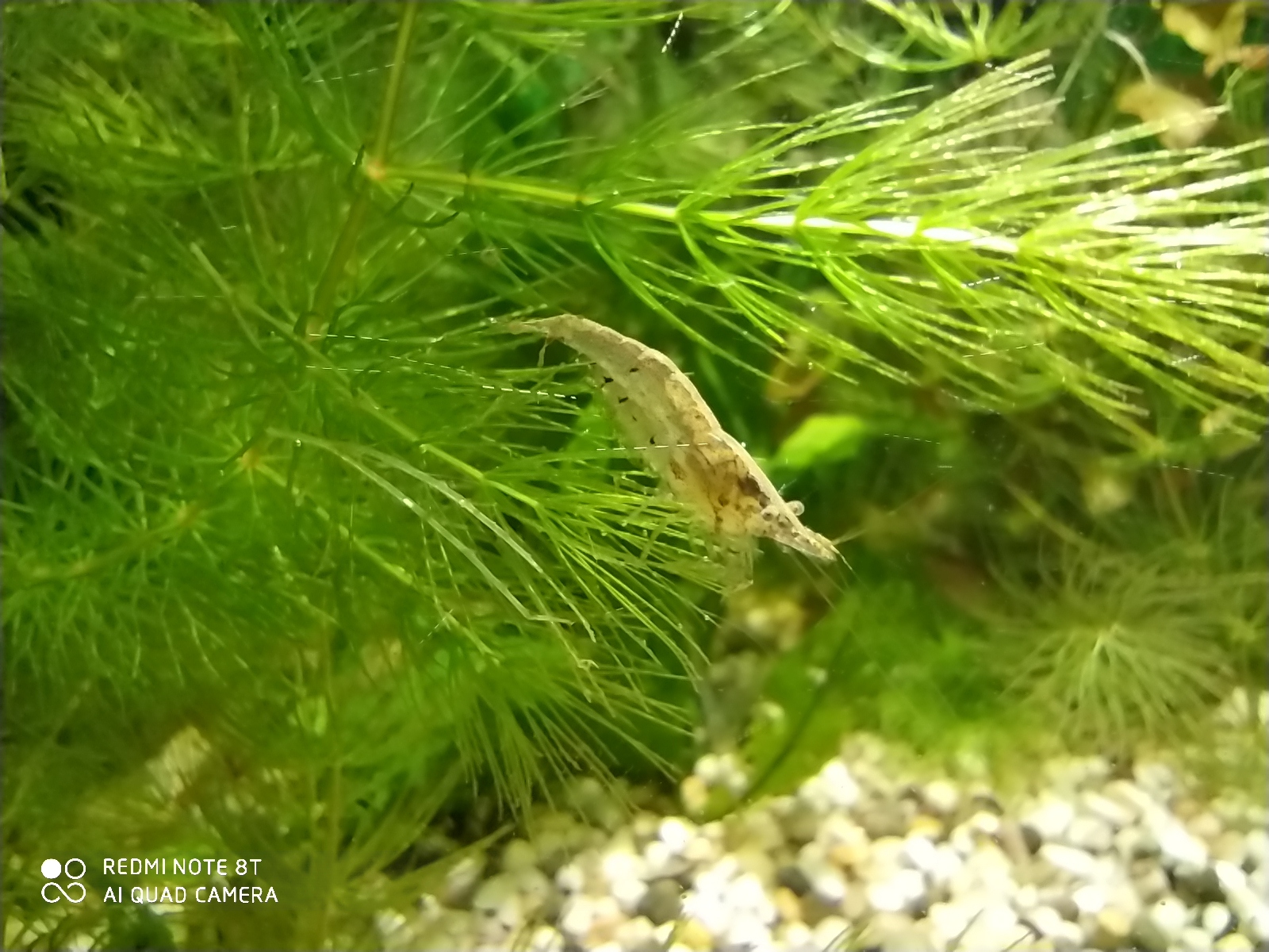 My Akaariums - Aquarium, Aquarium fish, Aquarium plants, Aquarium, Longpost