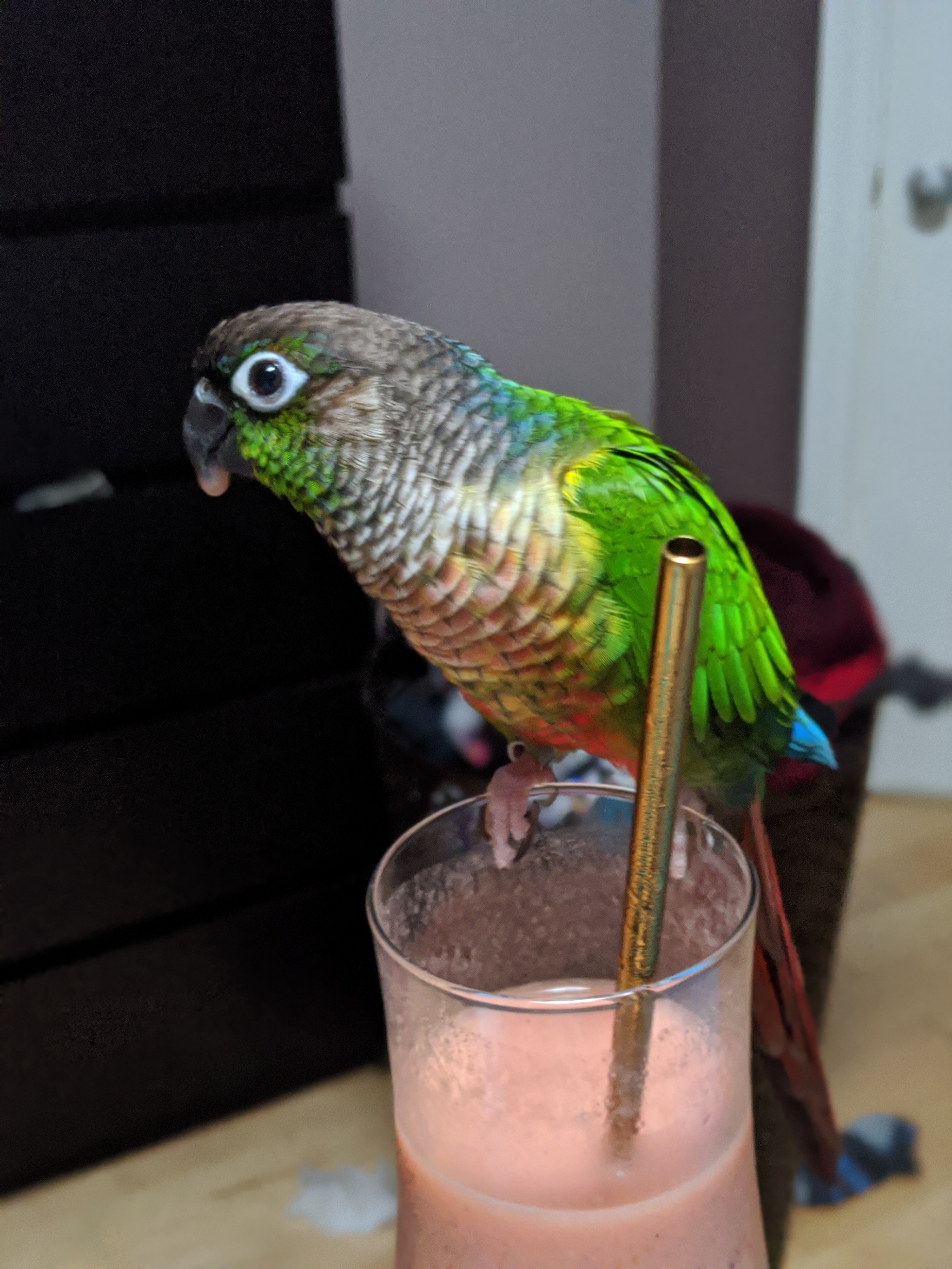 The positive side of quarantine - My, A parrot, Pyrrura, Birds, Pets, Longpost