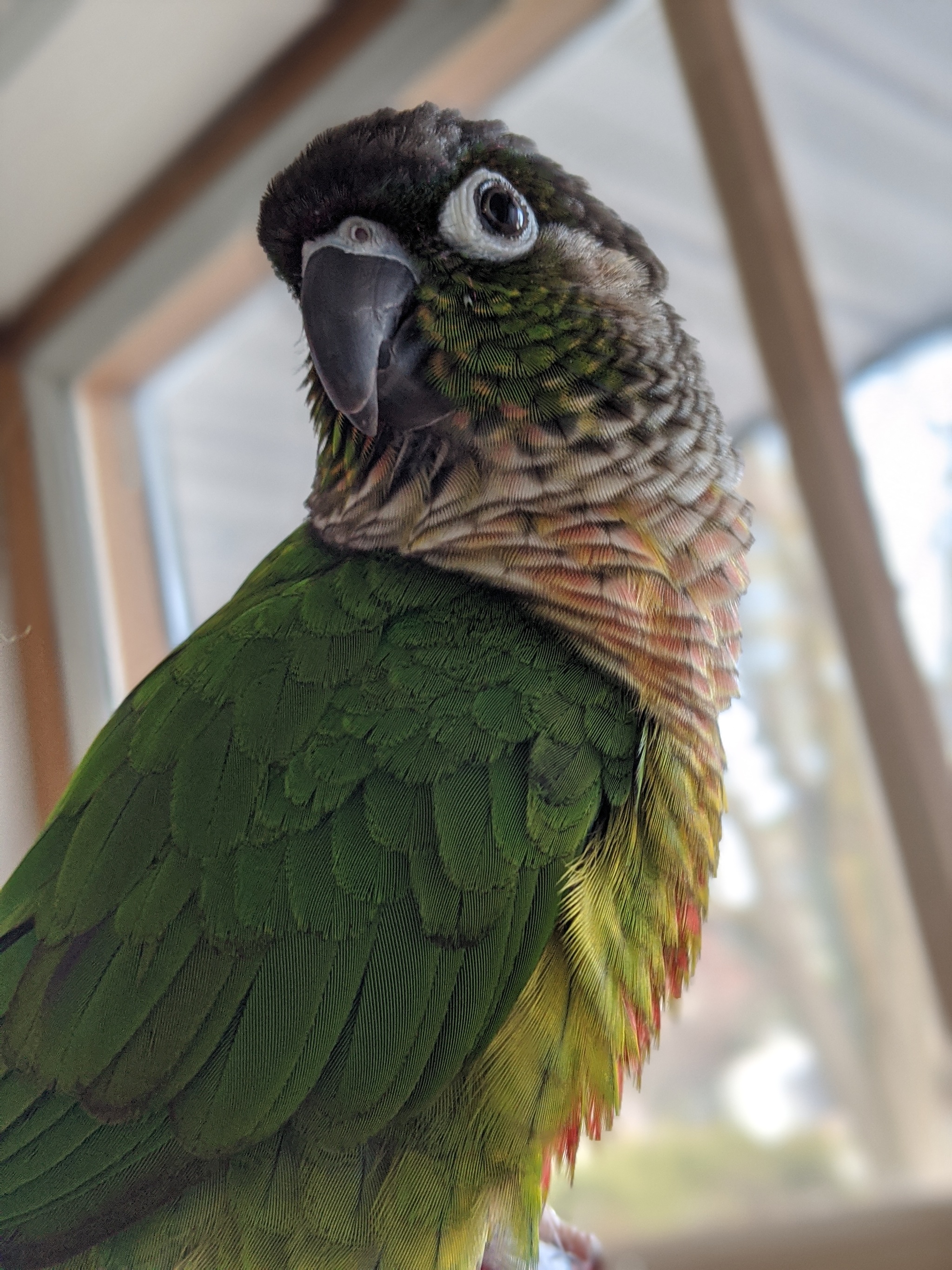 The positive side of quarantine - My, A parrot, Pyrrura, Birds, Pets, Longpost