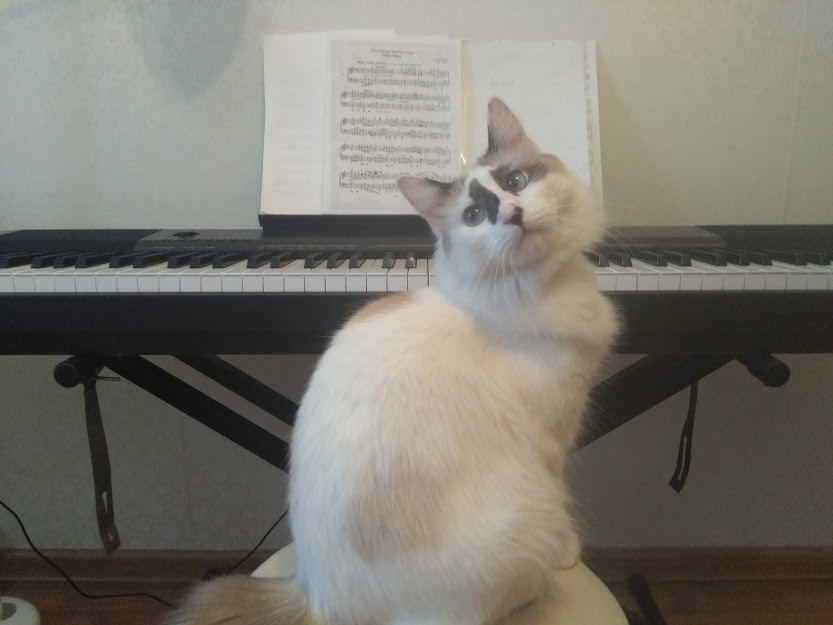 Shaggy pianist - My, cat, Animals