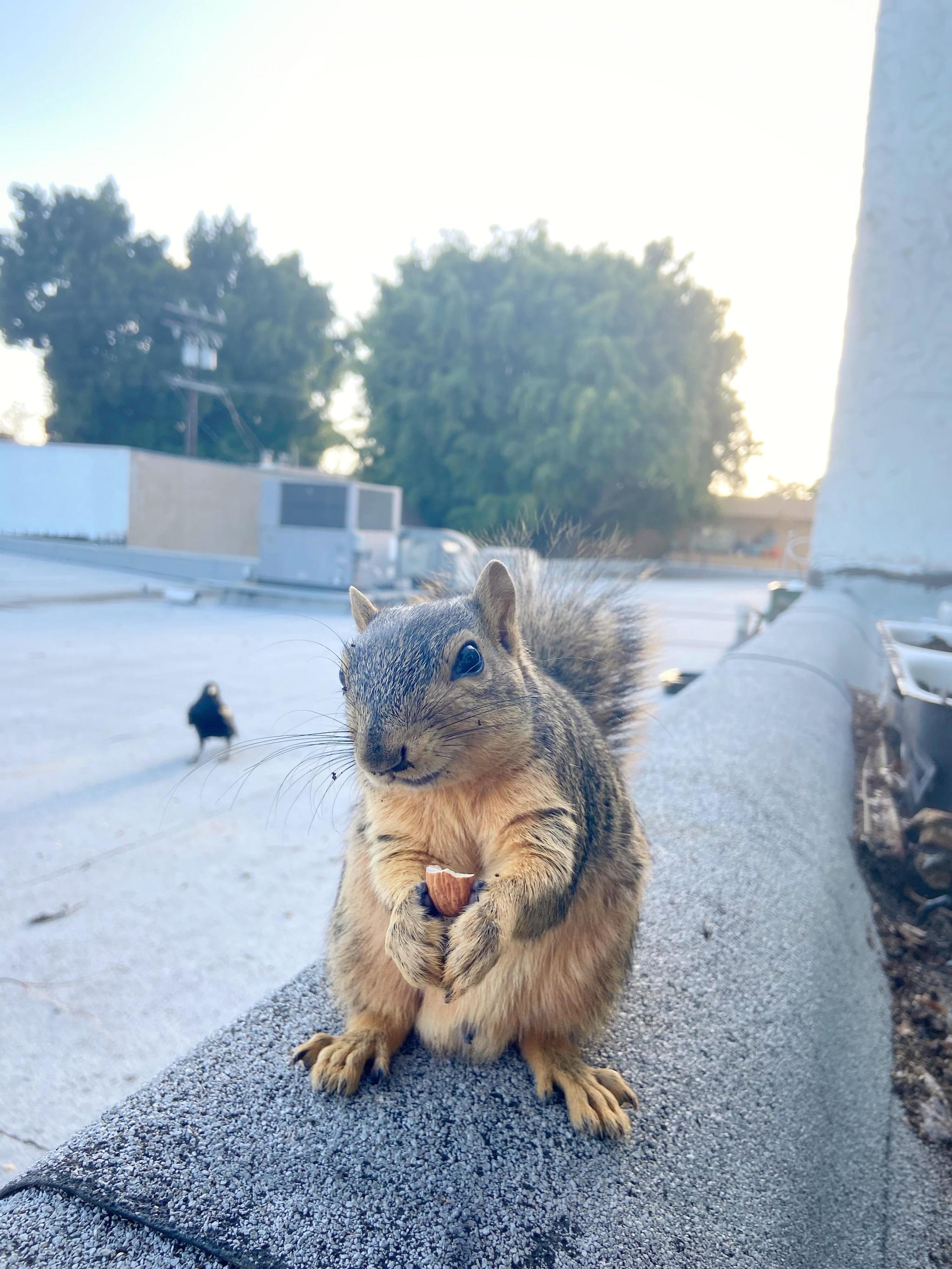 “She comes to my window every day for almonds.” - Almond, Squirrel, The photo