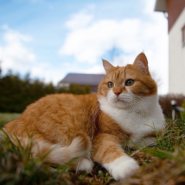 Red on Fridays! - My, cat, The photo, Longpost, Video