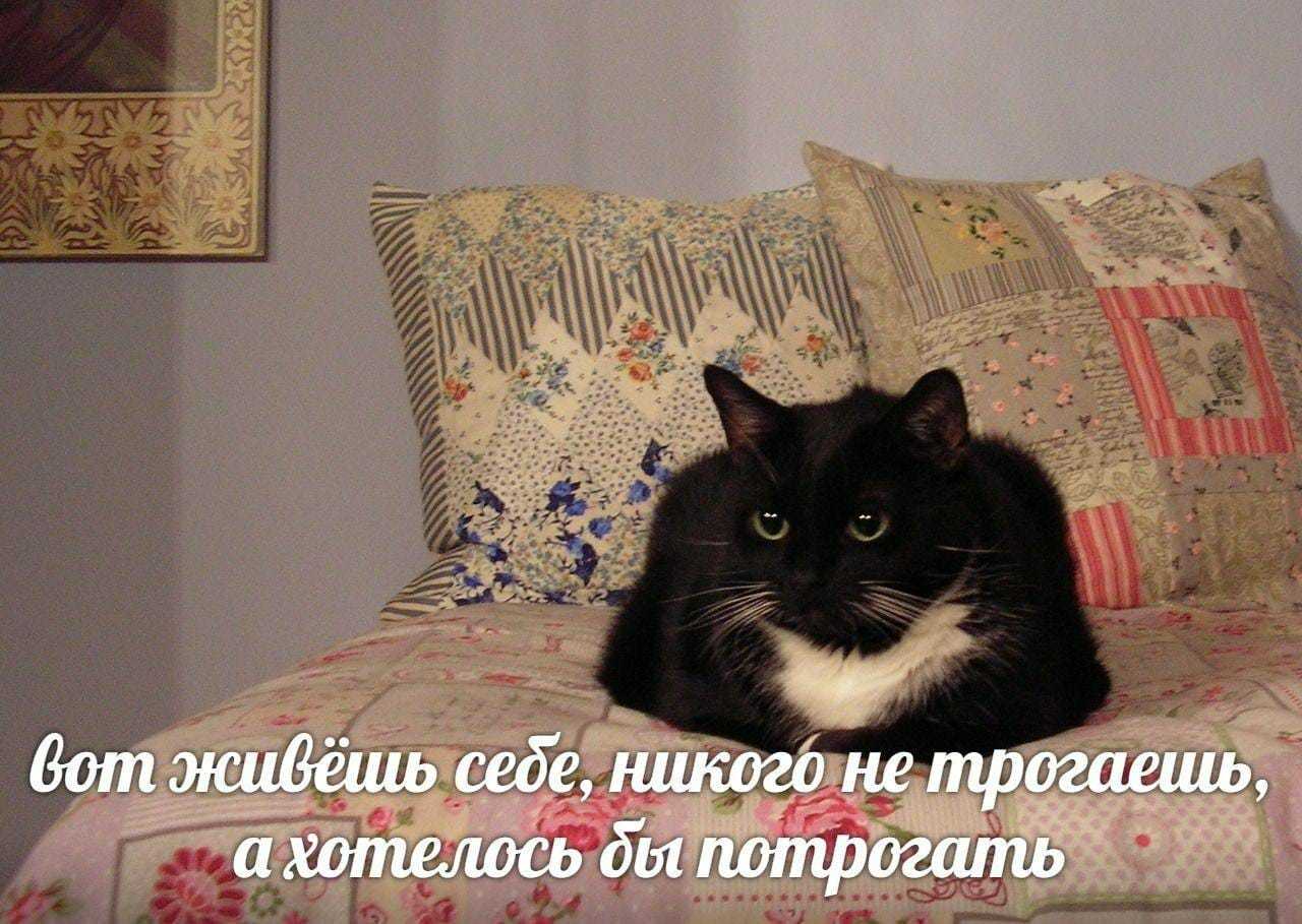 After strawberry)) - Memes, cat