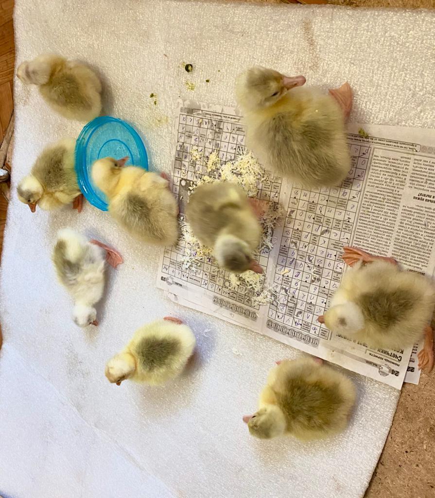 Hatching goslings in a homemade incubator - My, Eggs, Гусь, Incubator, Longpost