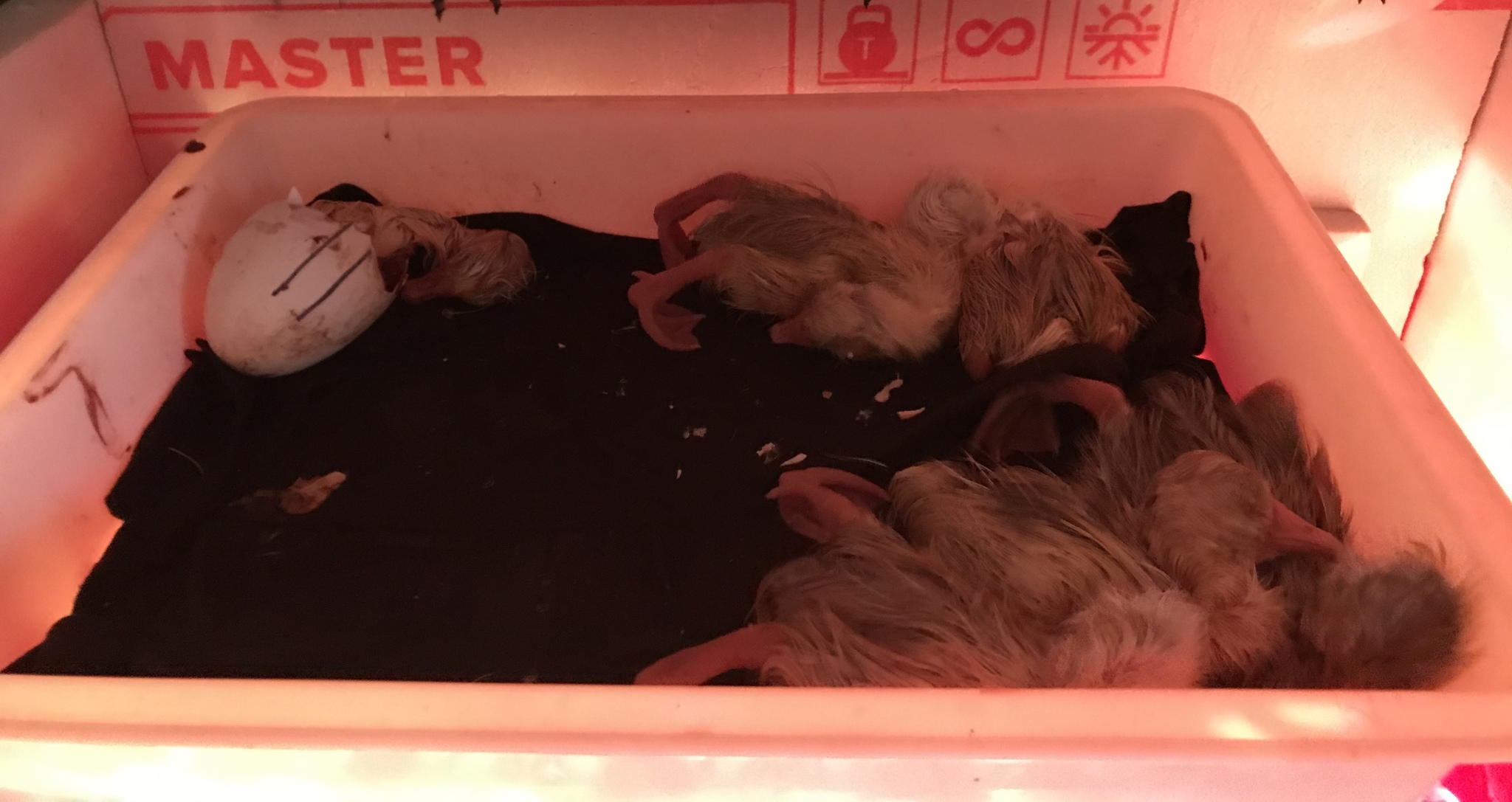 Hatching goslings in a homemade incubator - My, Eggs, Гусь, Incubator, Longpost