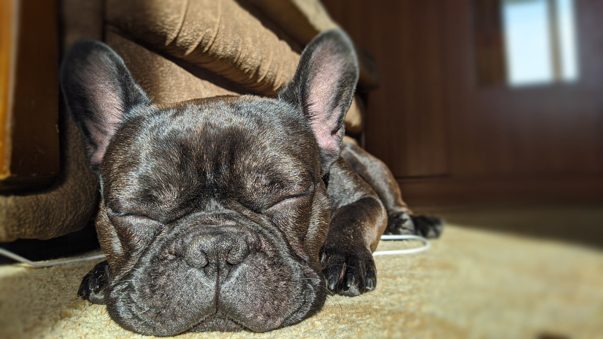 Sunny dog - My, Dog, Dream, French Bulldog