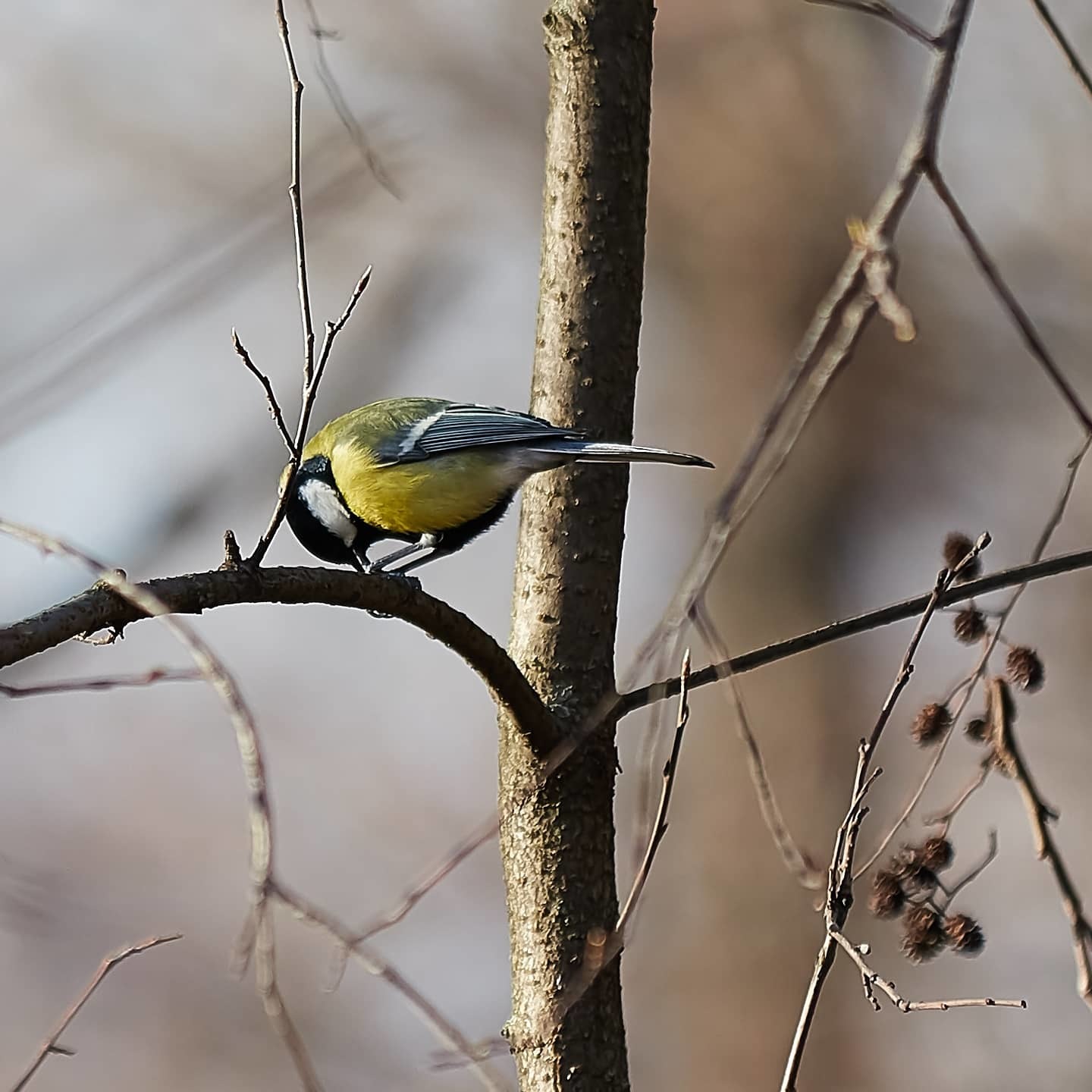Птицы-синицы | Пикабу