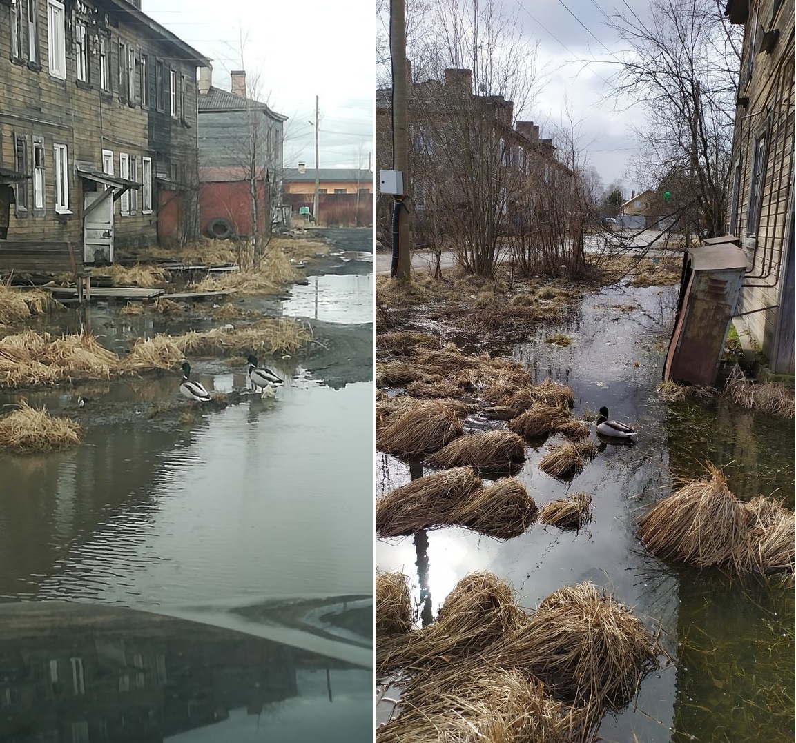 Ducks have returned to Venice due to quarantine - Nature, Humor, Duck, Housing and communal services