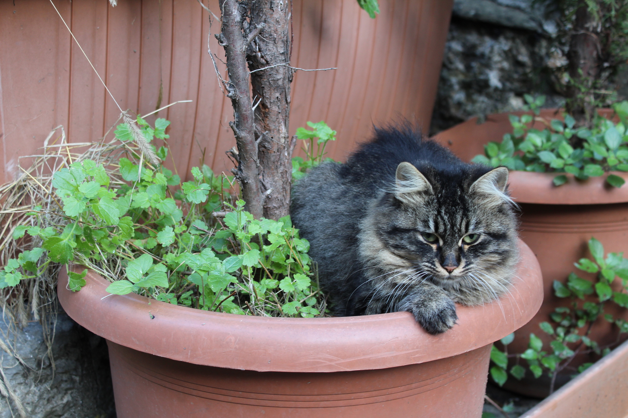 City of cats - My, Istanbul, cat, The photo, Longpost