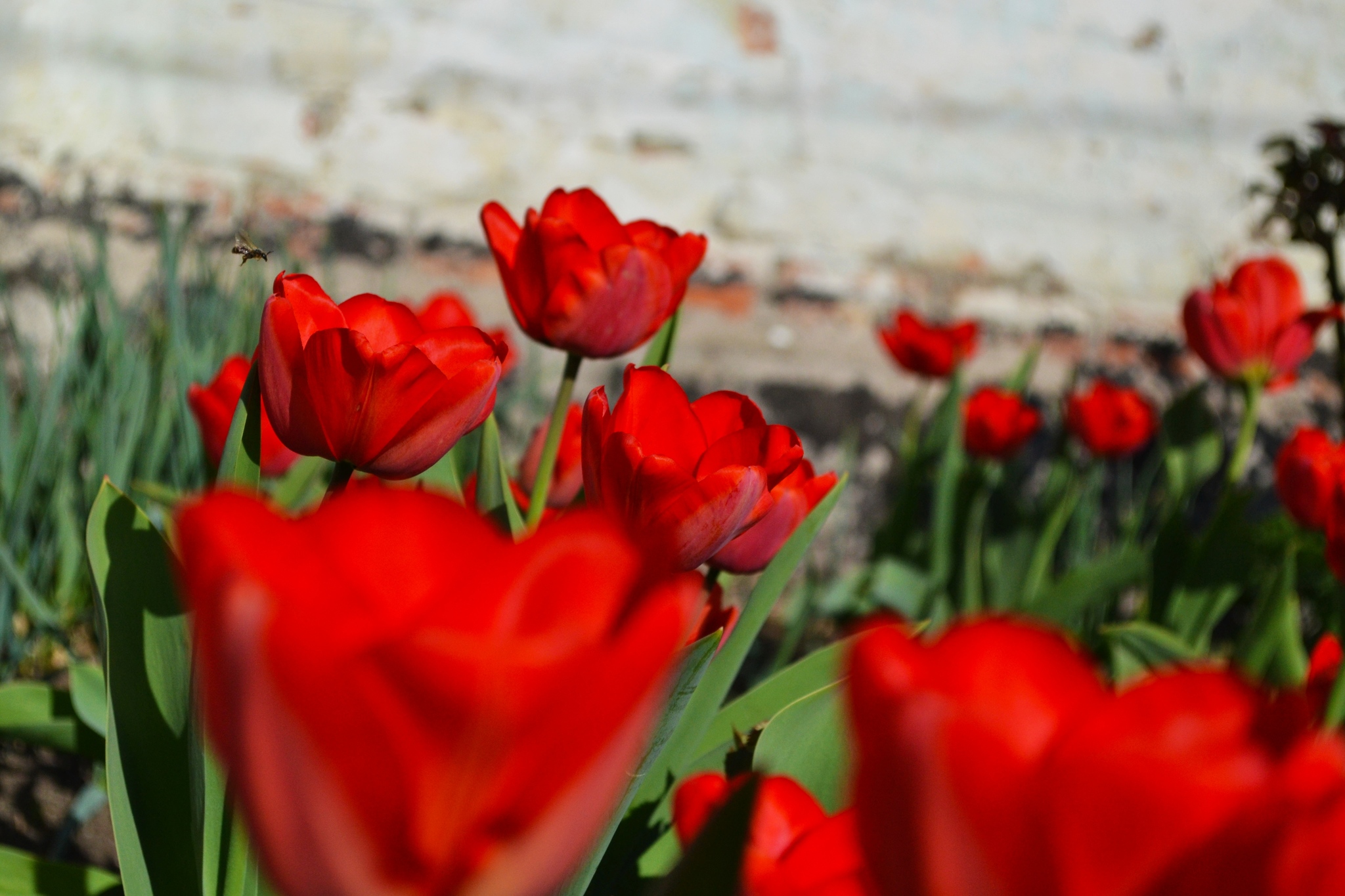 A little spring in your feed - My, The photo, Beginning photographer, Spring, Flowers, Bees, Longpost